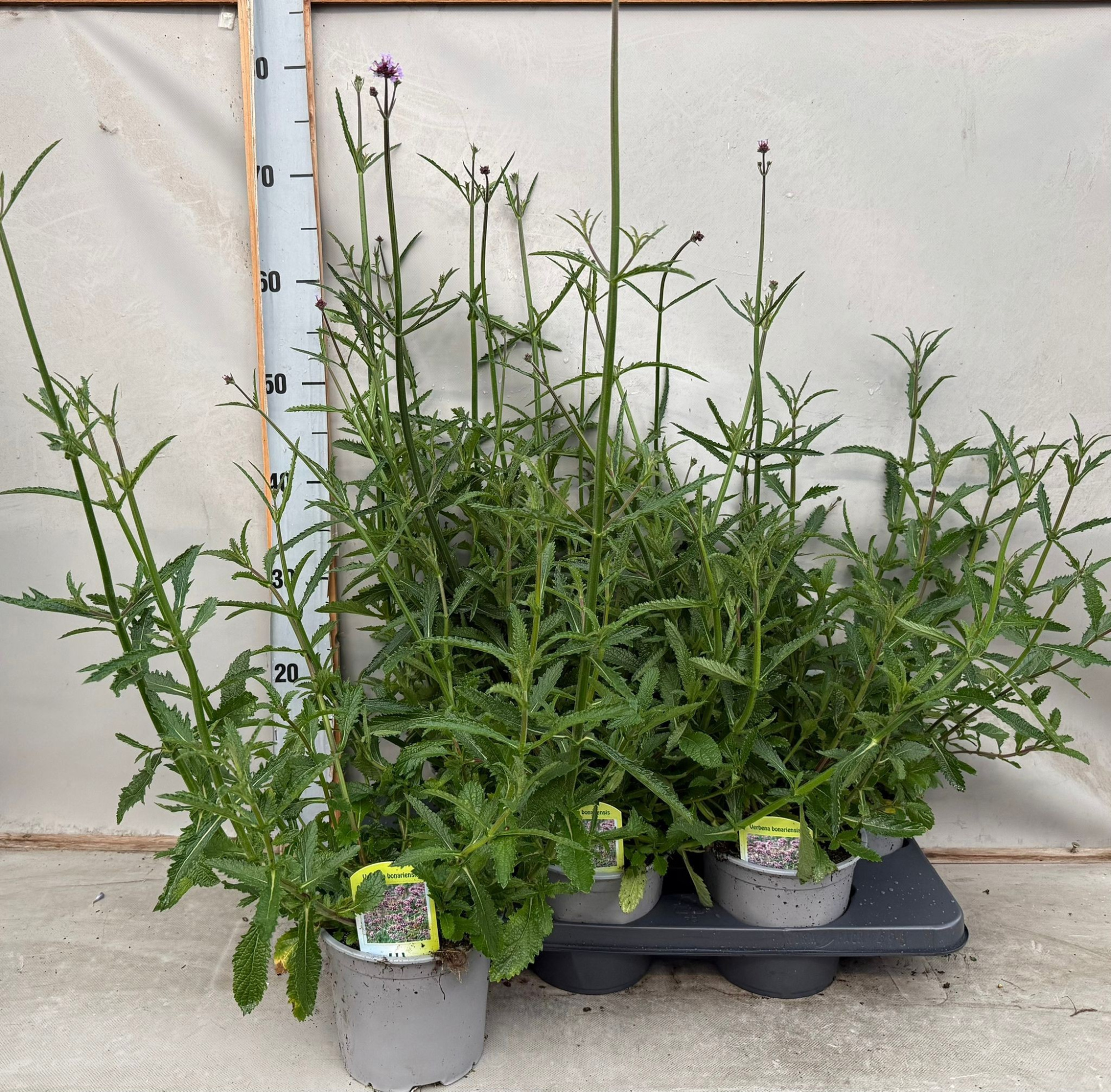 Verbena bonariensis, D 15 cm