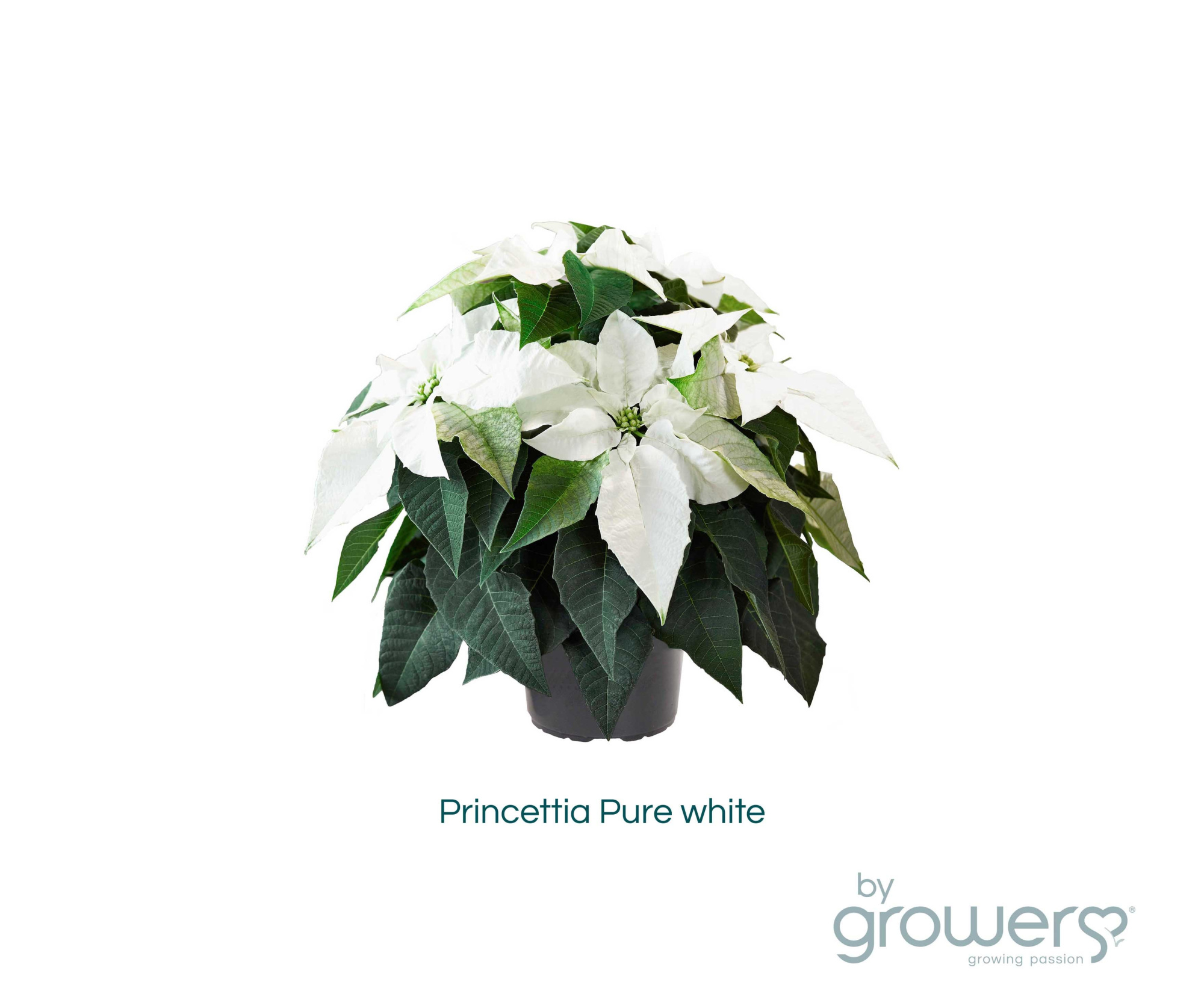 EUPHORBIA PULCHERRIMA GRENET 'PRINCETTIA', D 11 cm