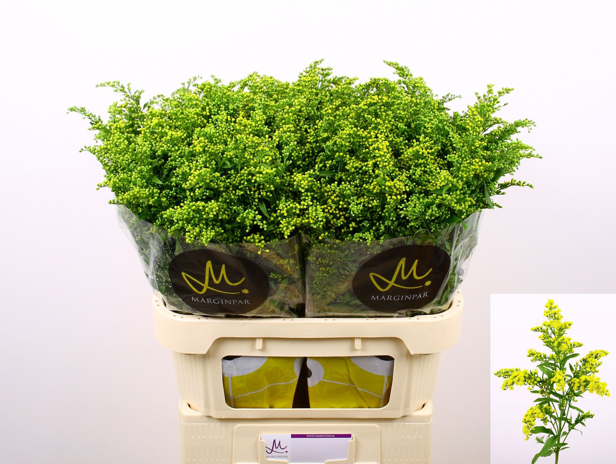 Солидаго Карзан Глори 80, шт.