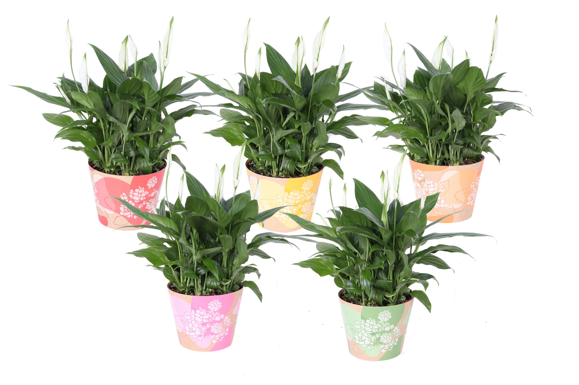 KP-849.6 - Spathiphyllum in waterdichte smartcup mix, D 15 cm