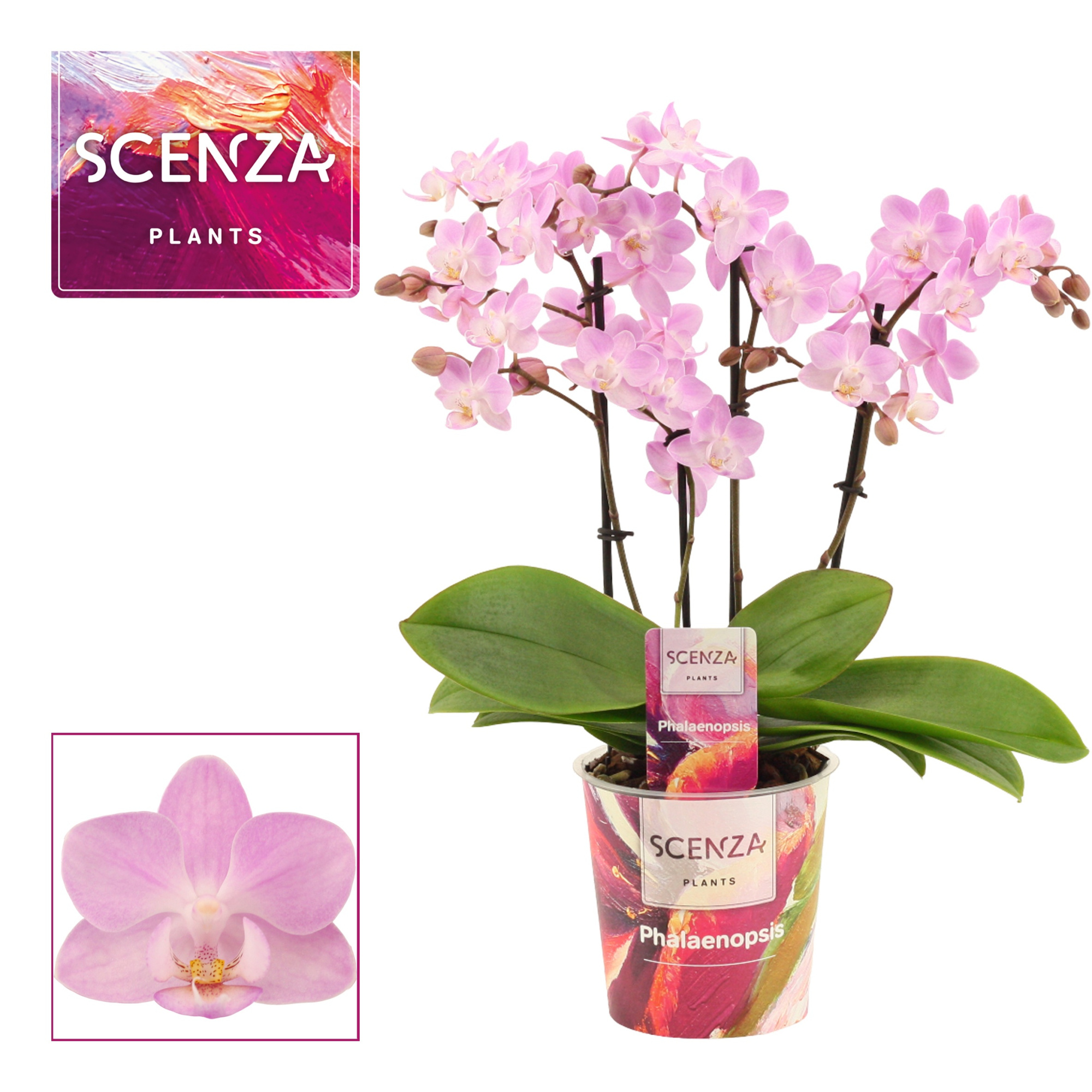 Phalaenopsis dazzling Cotton Candy 3-4 tak (Scenza), D 12