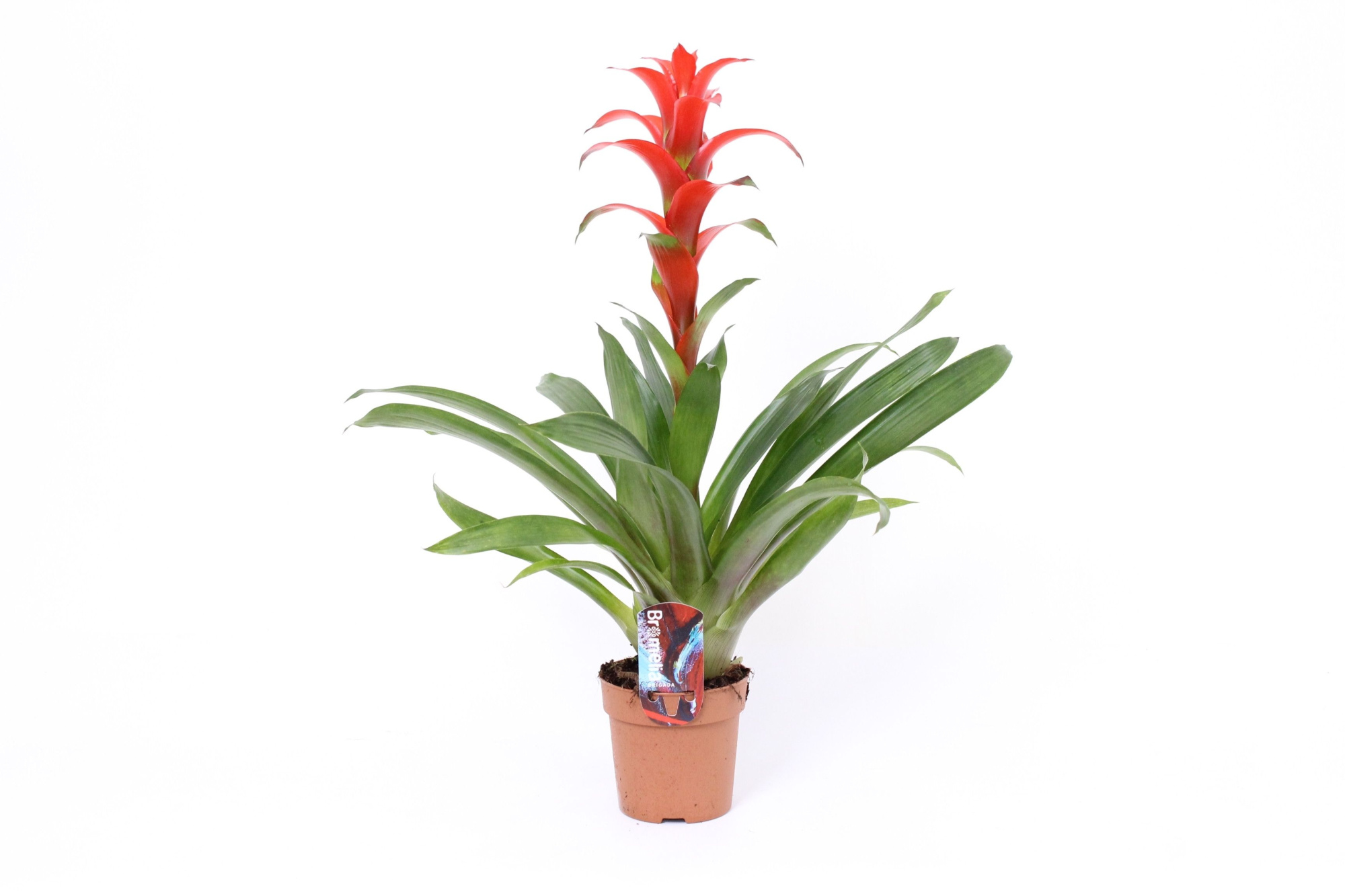 Guzmania Ostara 9 cm, D 9 cm