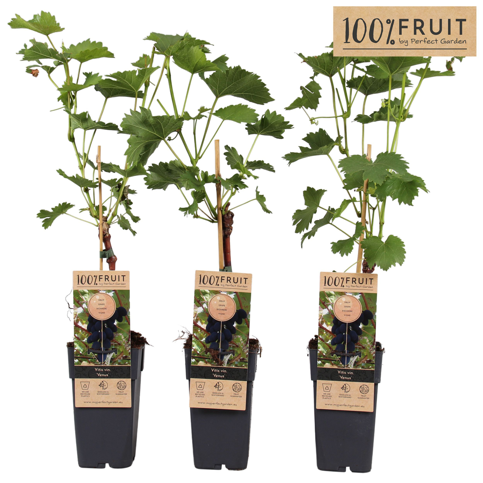 Vitis Venus (geënt) P15, D 15 cm