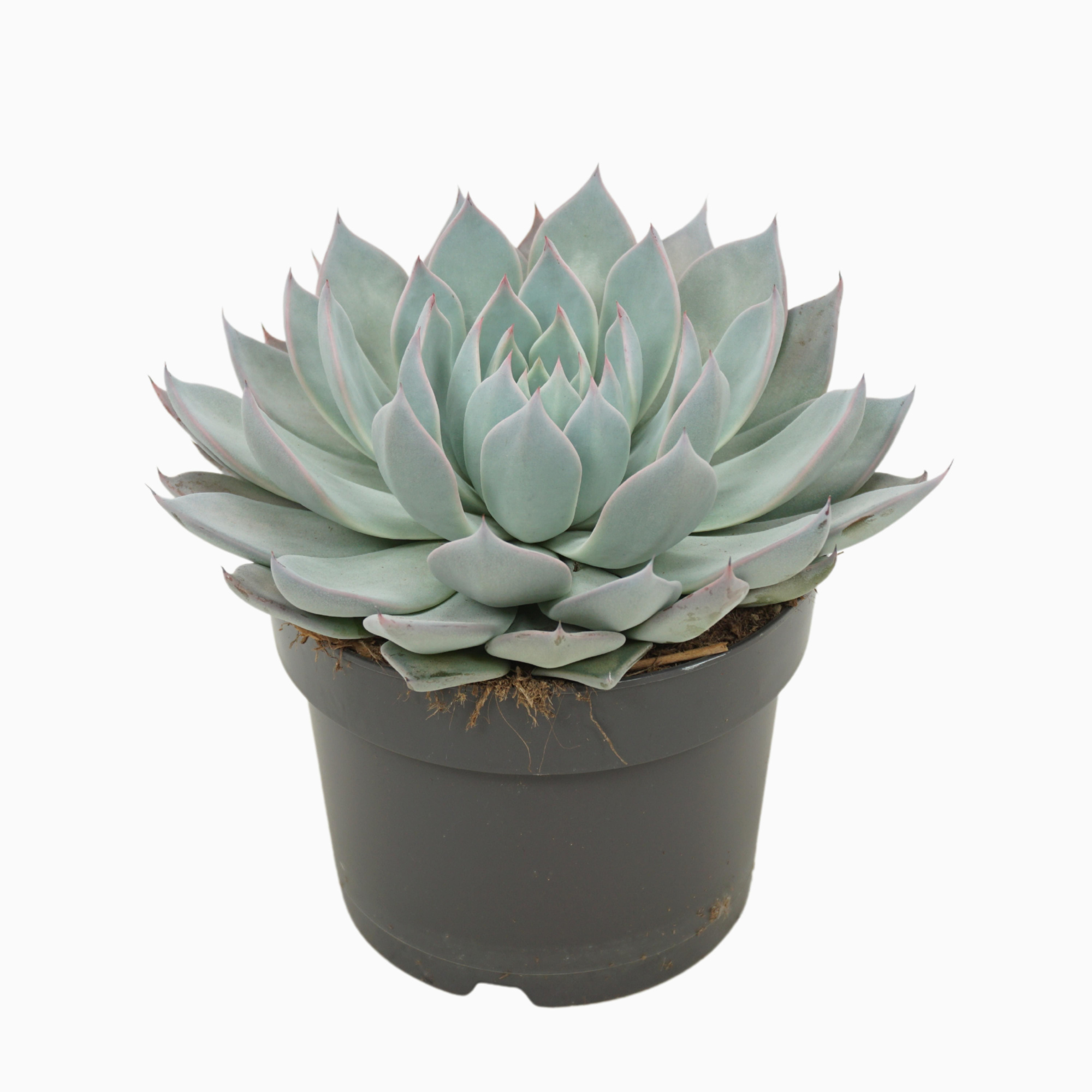 Echeveria aquila 13 cm, D 13 cm