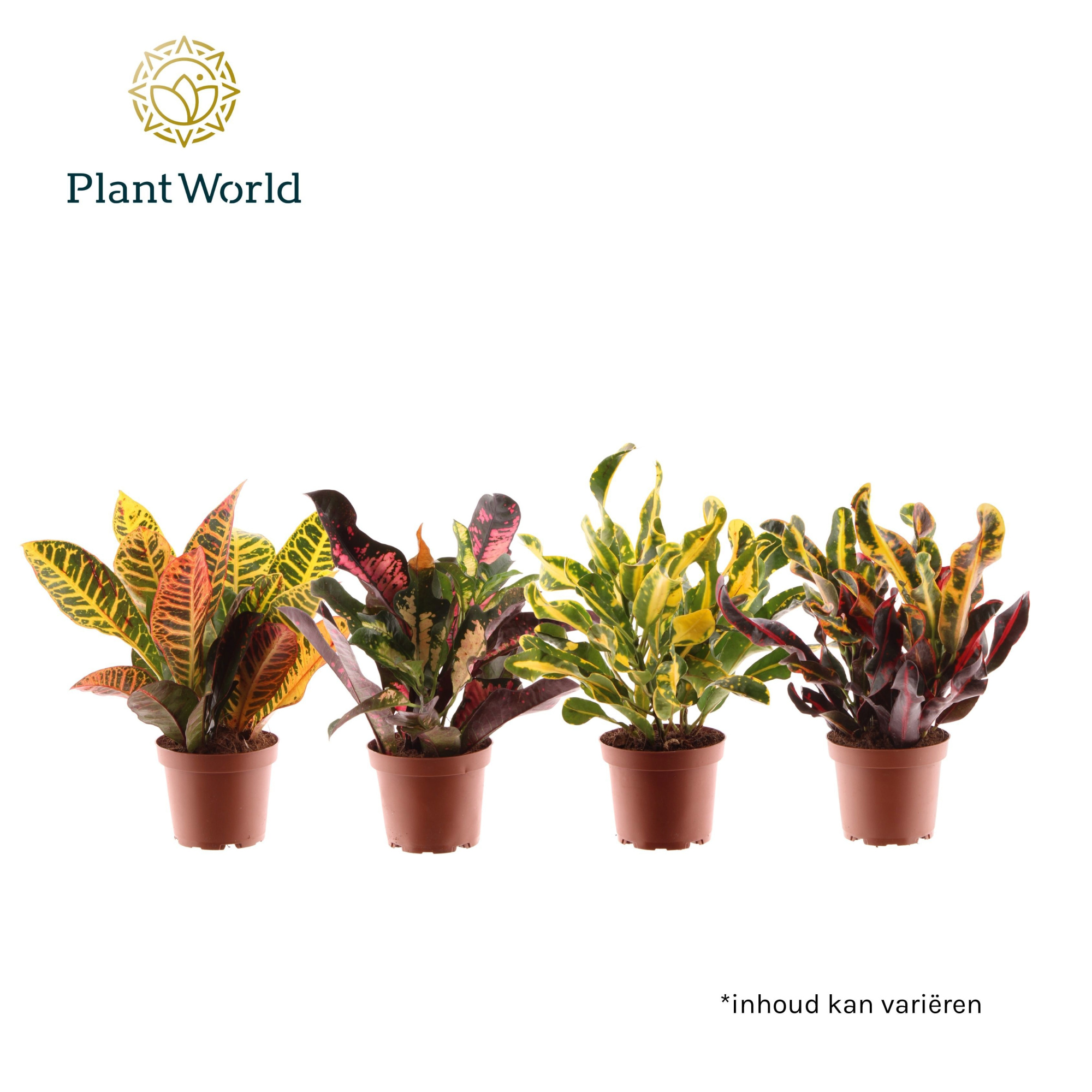 Croton kopstek 3-5 pp gemengd, D 12