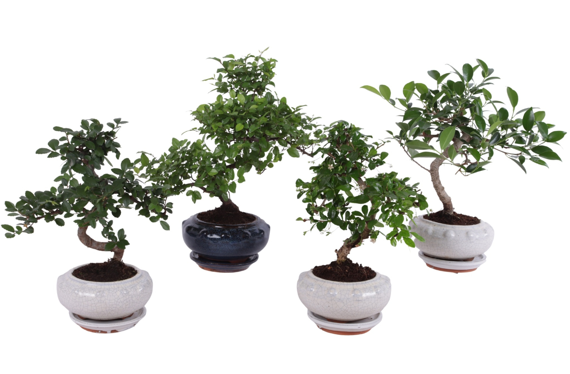 Bonsai Mixed in ø17cm Round Ceramic S-Shape with Saucer, D 17 cm