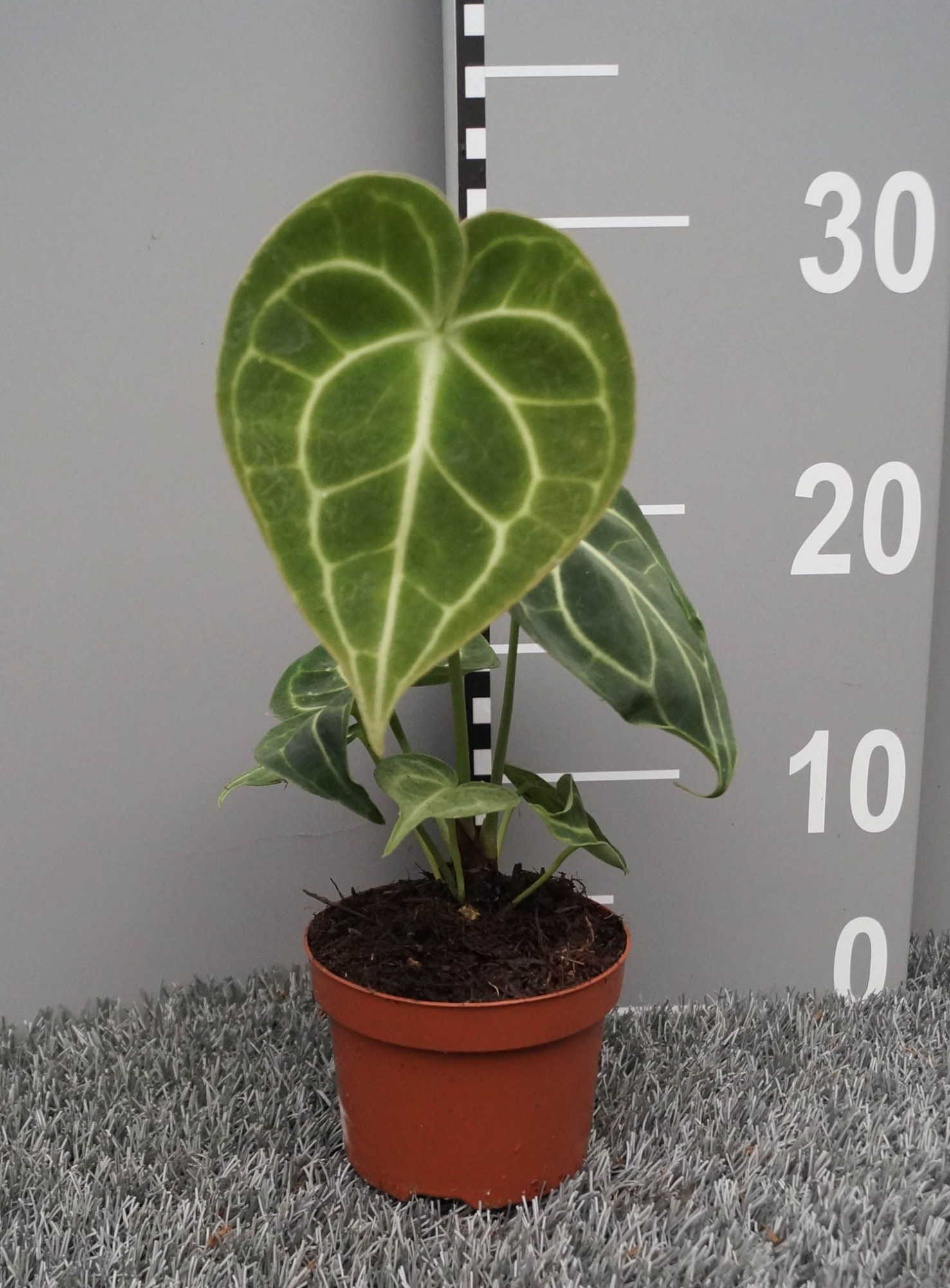 Anthurium clarinervium, pot 10.5, D 10,5 cm