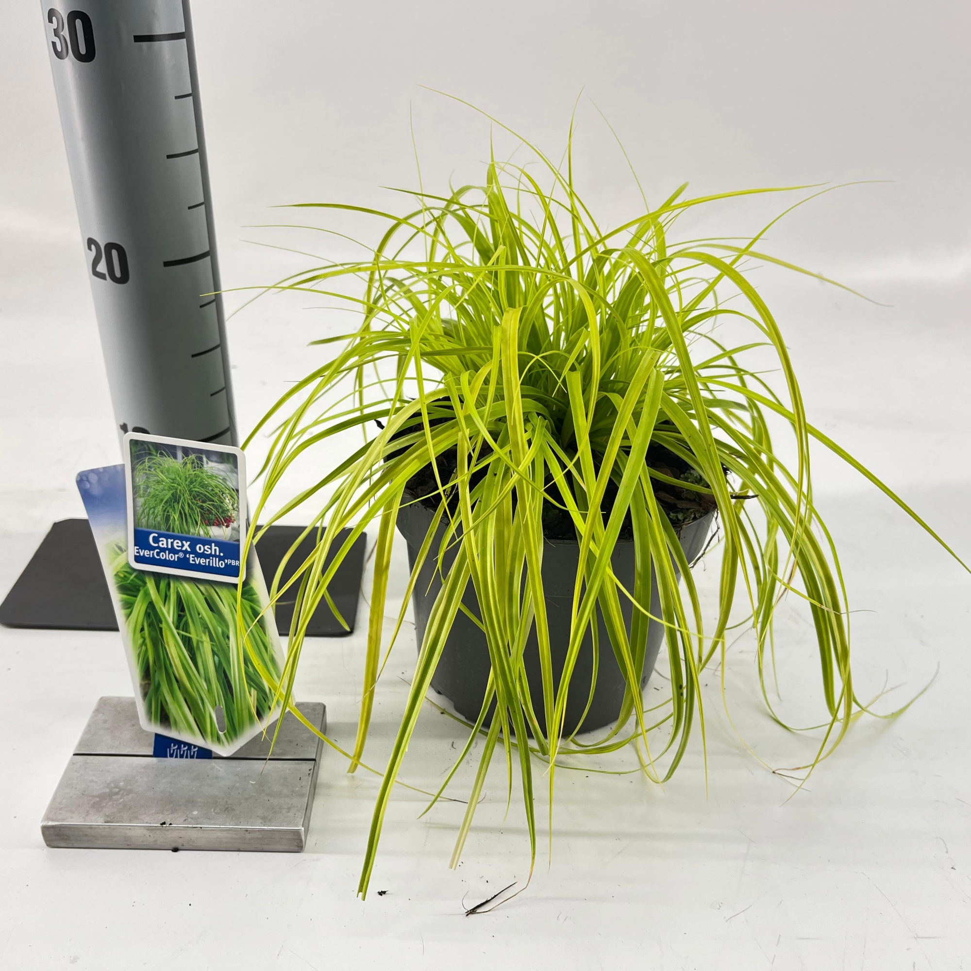 Carex oshimensis EverColor® 'Everillo' PBR, D 17 cm