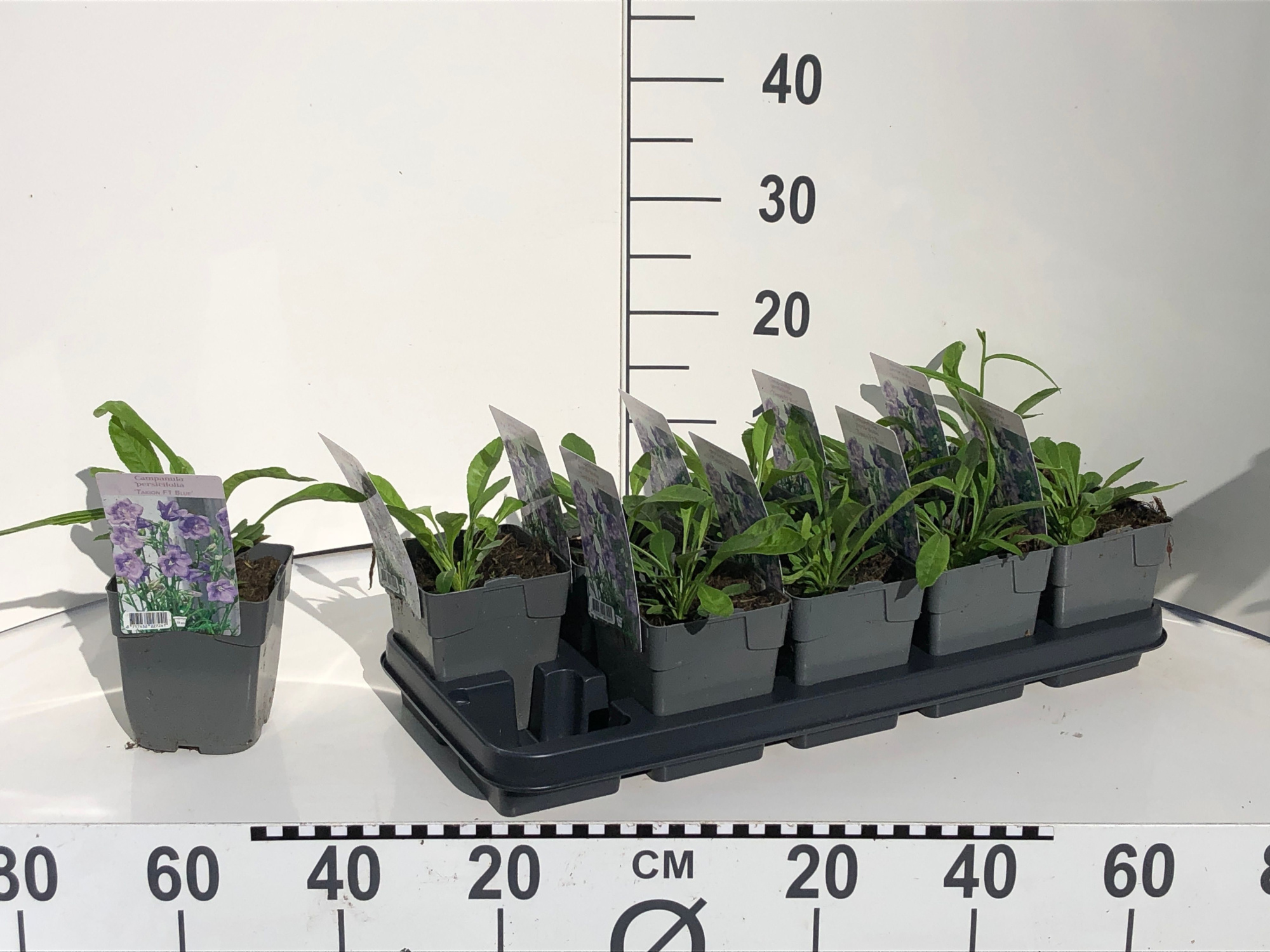 DVDS P13 Campanula persicifolia 'Takion Blue', D 13