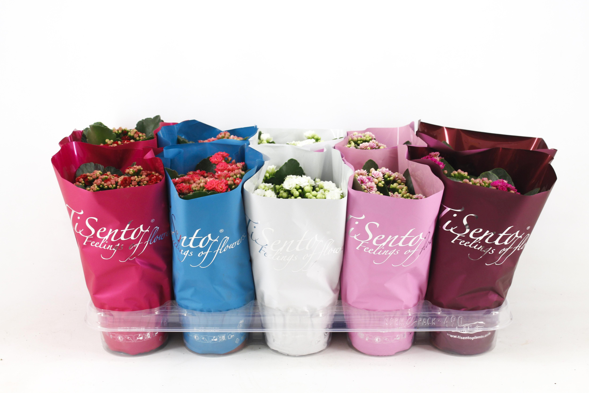 Calandiva 12 cm - Voorjaar, D 12