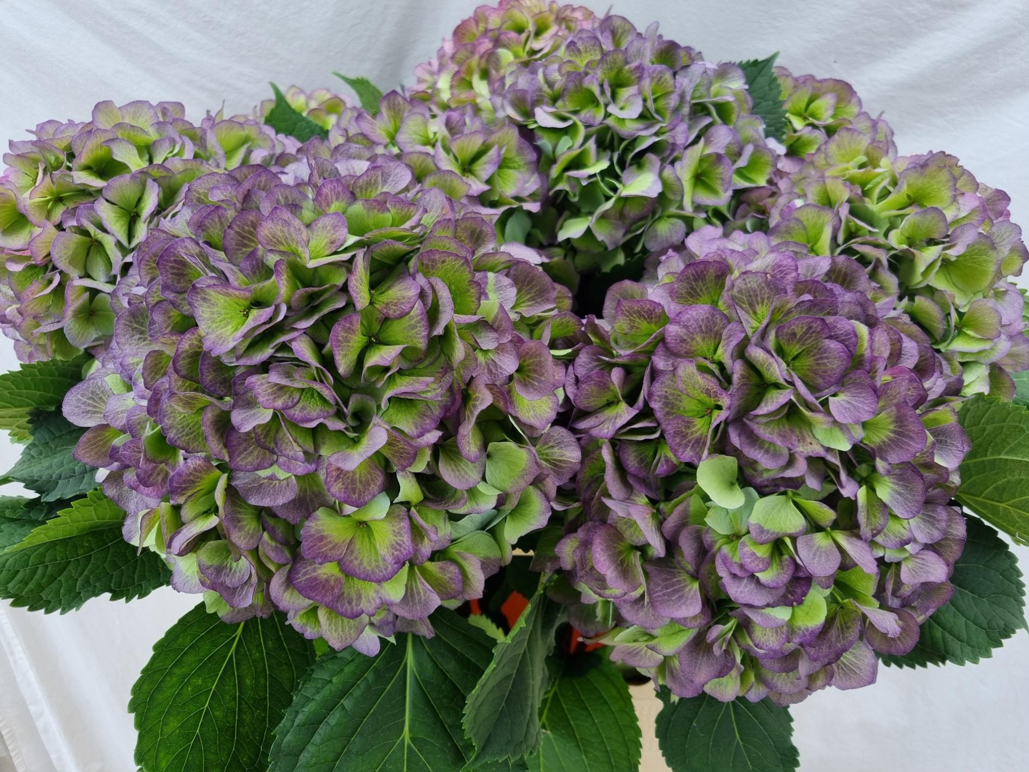 Гортензия Верена Классик 80, шт.