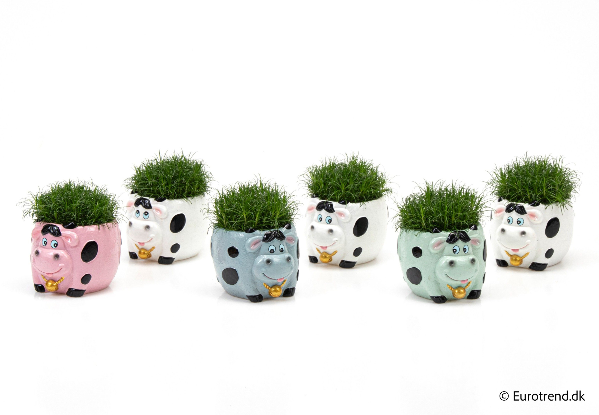 Sagina in ceramic cat - Spring, Summer & Autumn 2025, D 6 cm