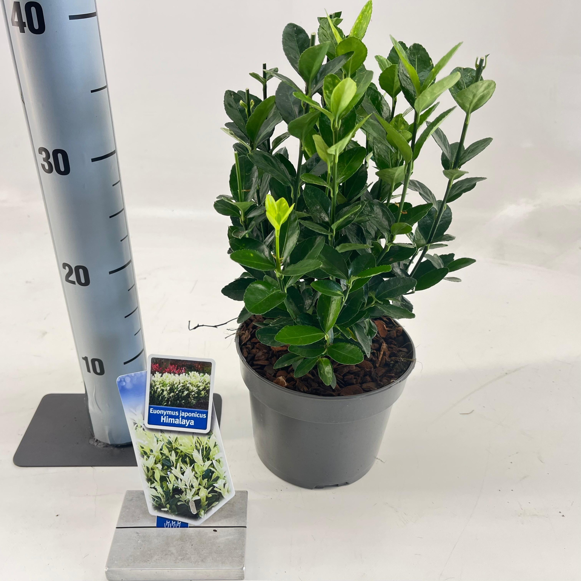 Euonymus jap. Himalaya ('Lankveld06'PBR), D 17 cm