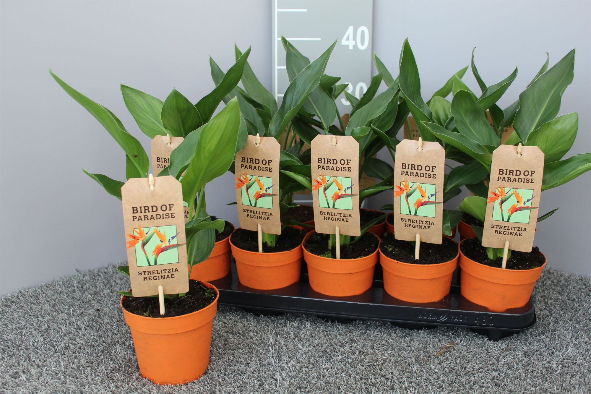 Strelitzia reginae p13 zonder kunstbloem - grz, D 13