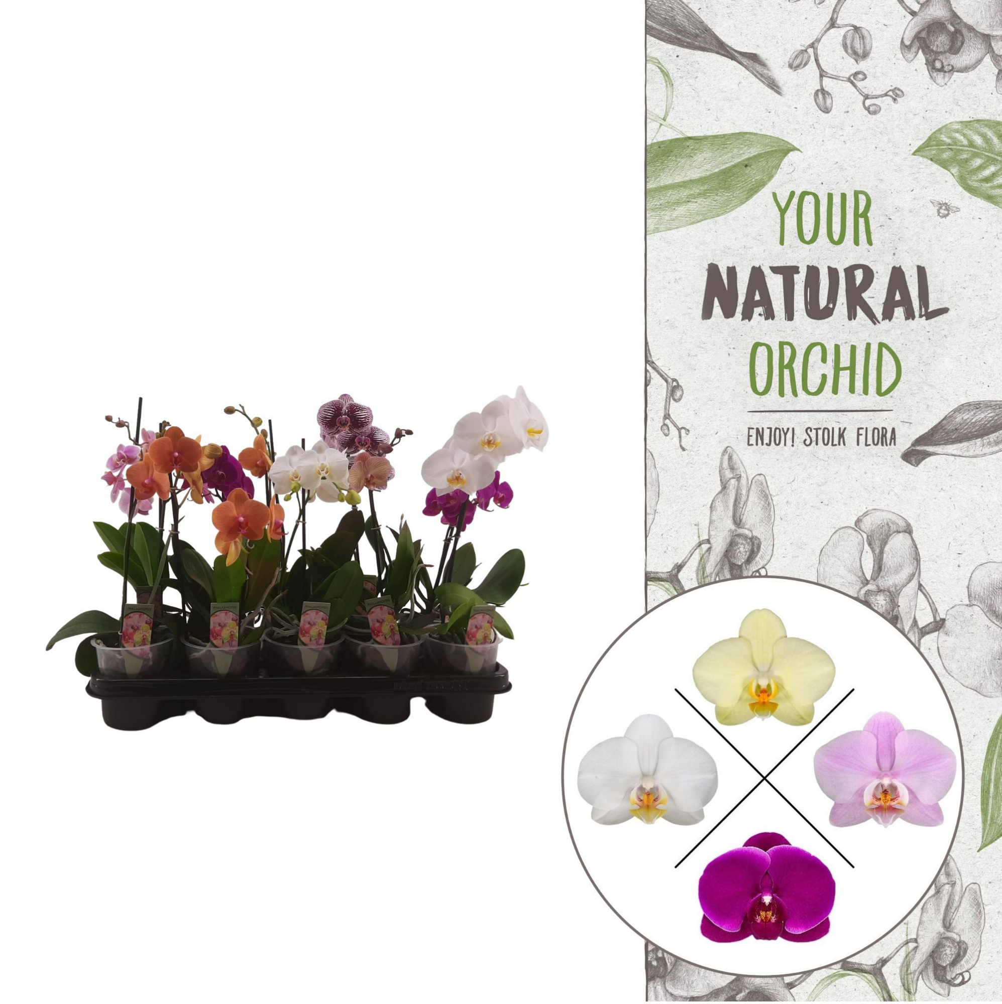 Your Natural Orchid | 3-5 Mix | Phalaenopsis 1 spike, D 12 cm