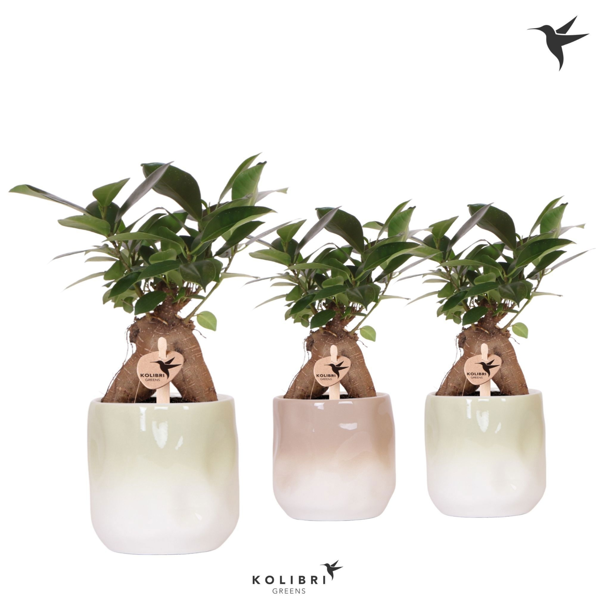 Kolibri Greens Ficus Ginseng Retusa in Gradience pot sand mix, D 9 cm