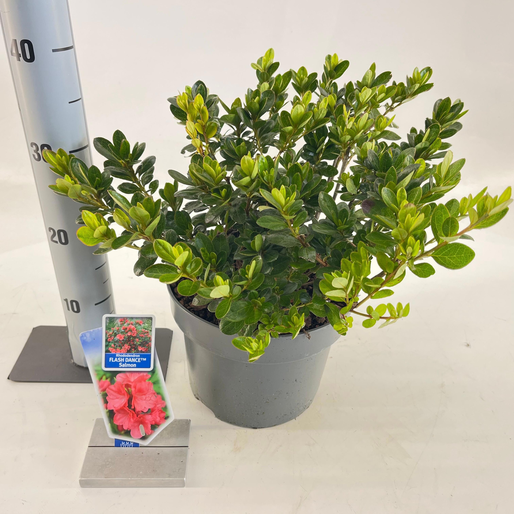 Rhododendron (AJ) FLASH DANCE™ Salmon ('Minsam7'PBR), D 23 cm
