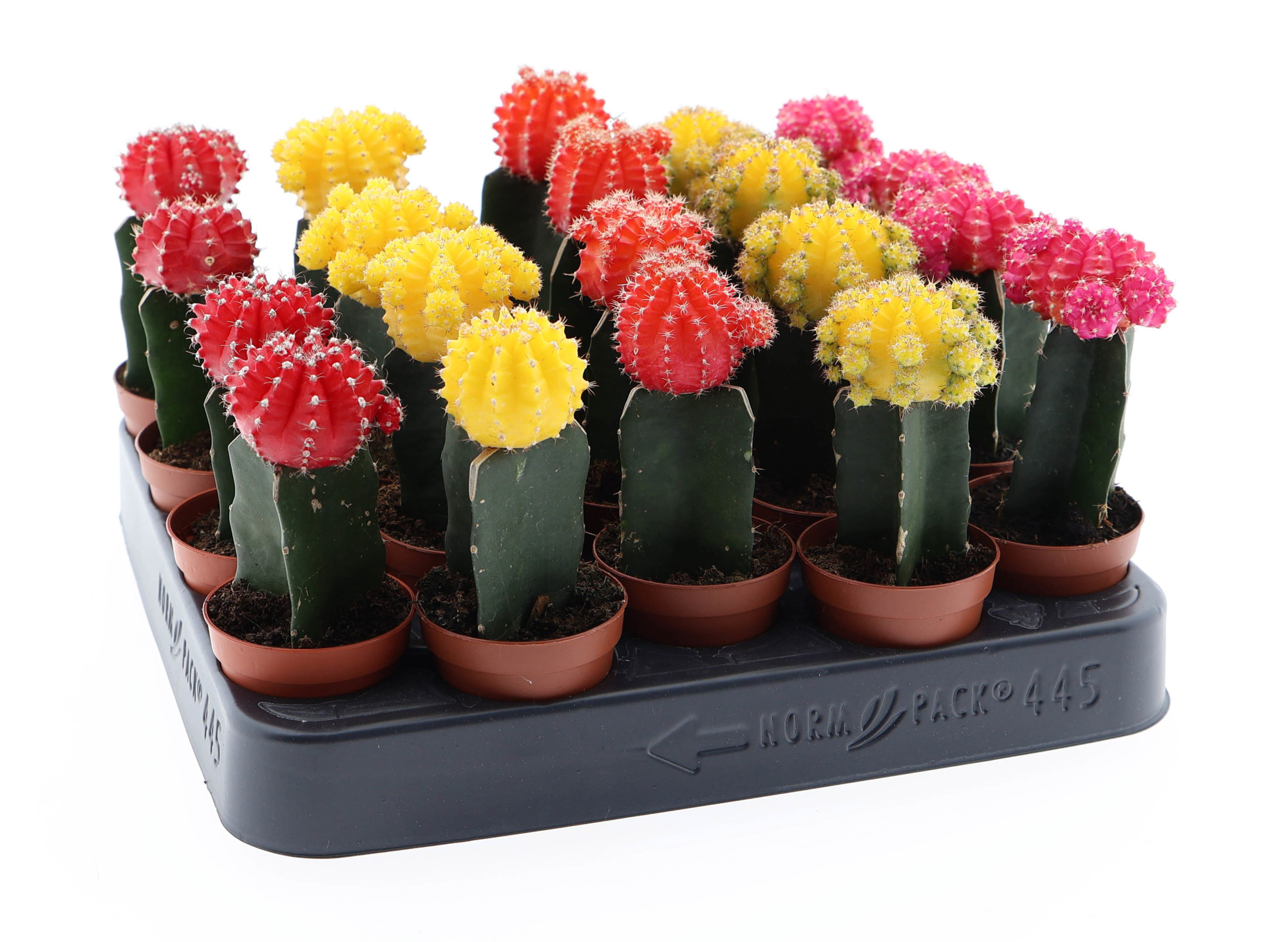 Geënt mix, D 5,5 cm