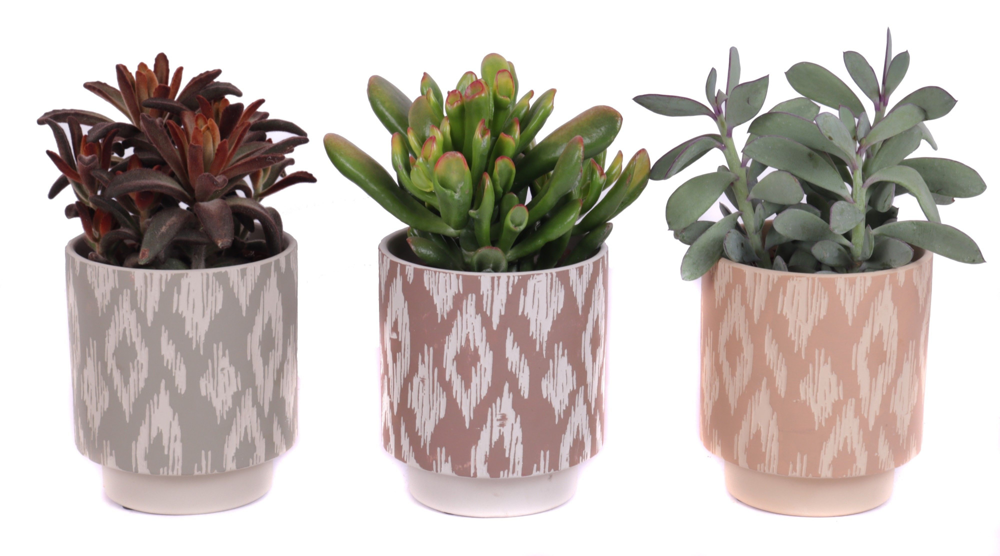 Succulenten mix 12 cm in marquesas pot, D 14