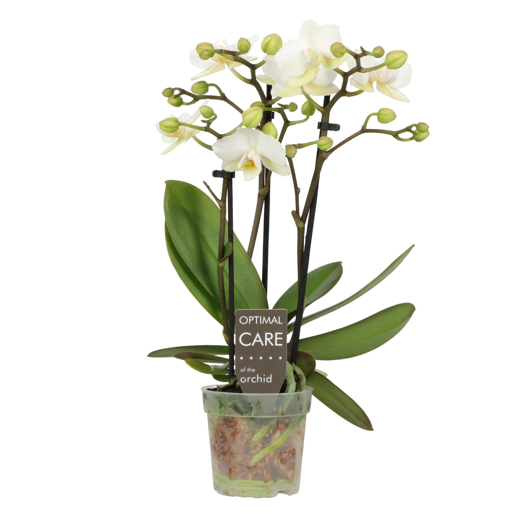 Sweety P7 Sandra 3 spike, D 7 cm