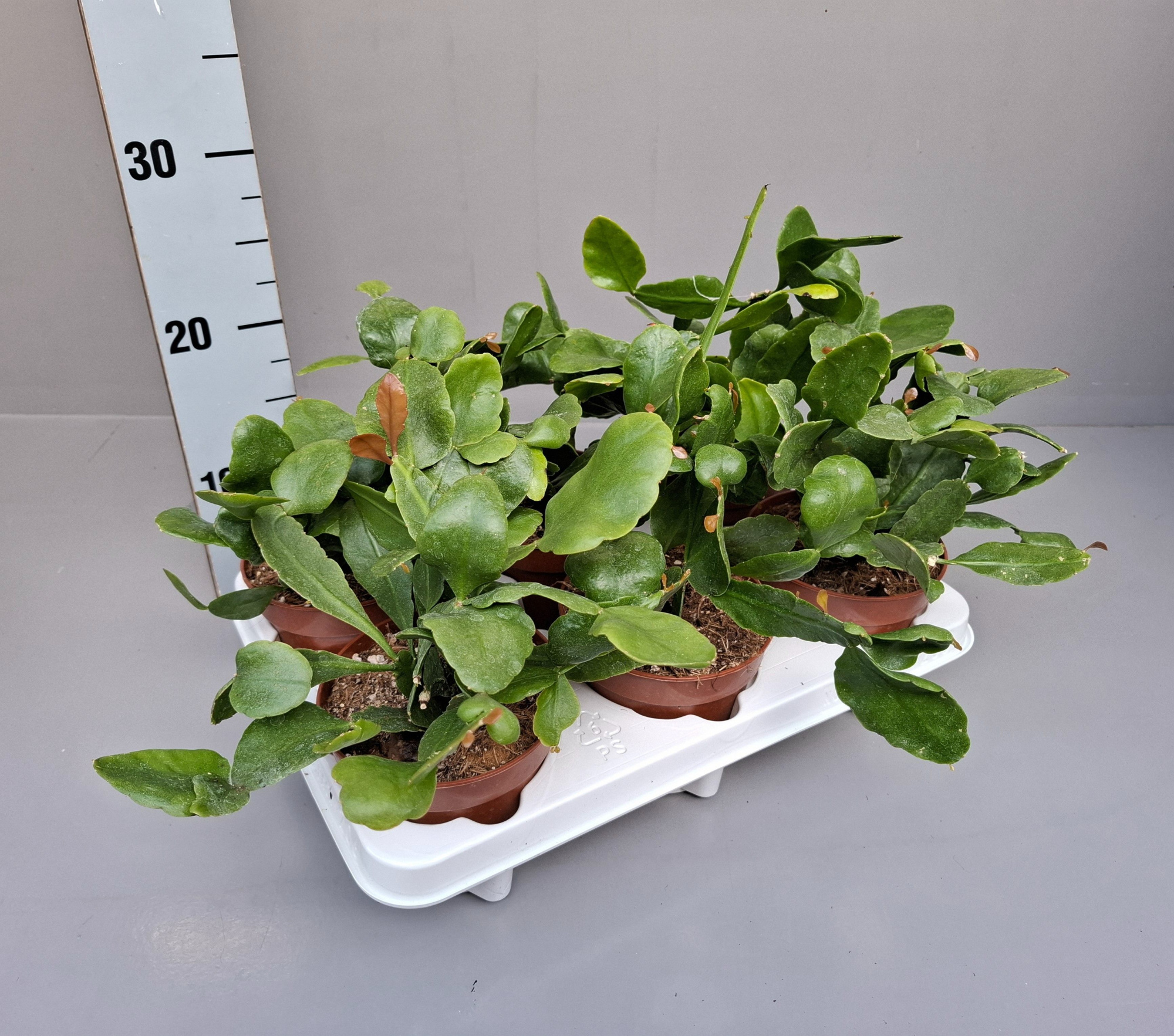 Rhipsalis Crispata 'amstel', D 12 cm