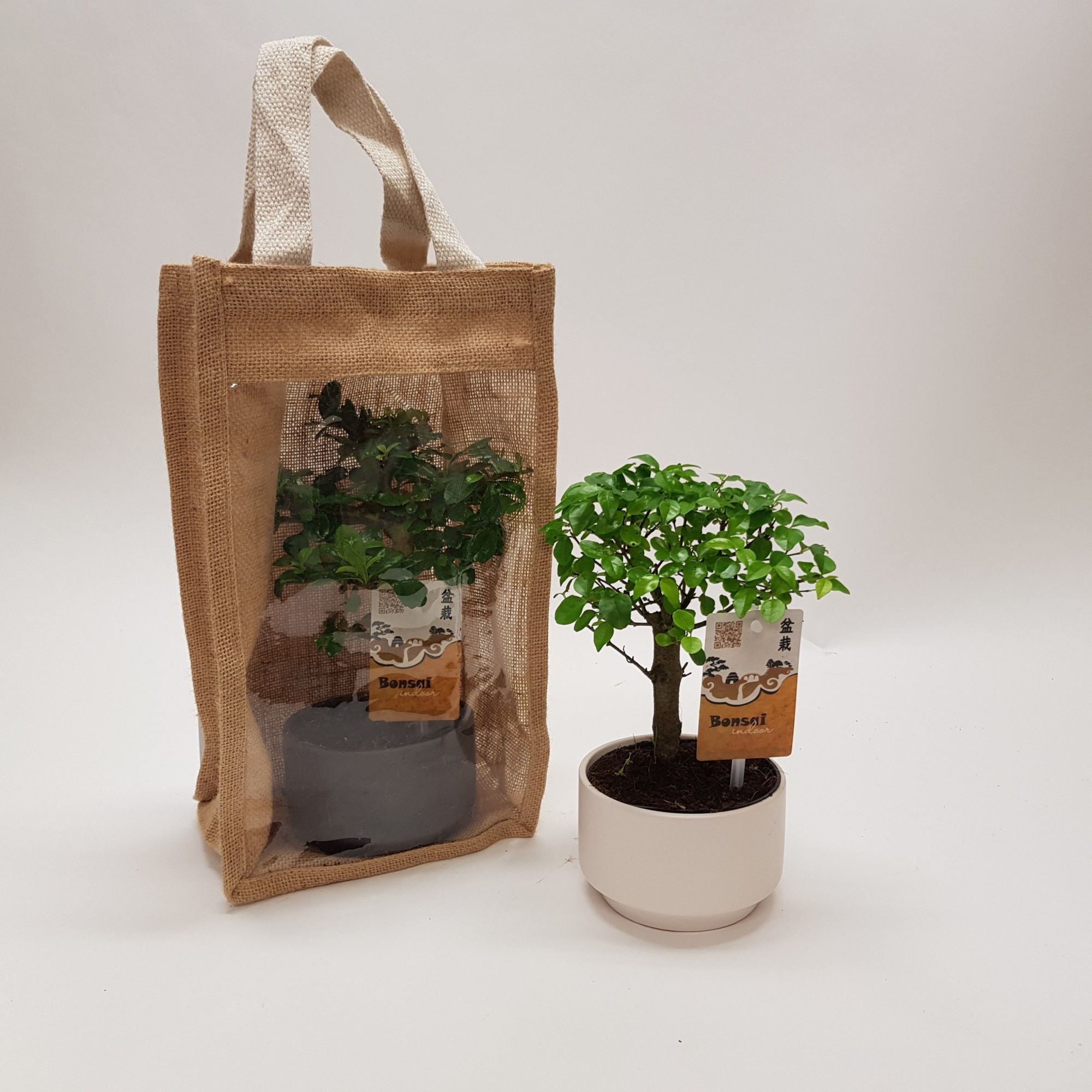 Bonsai 'Pure' in Jute Giftbag, D 18 cm