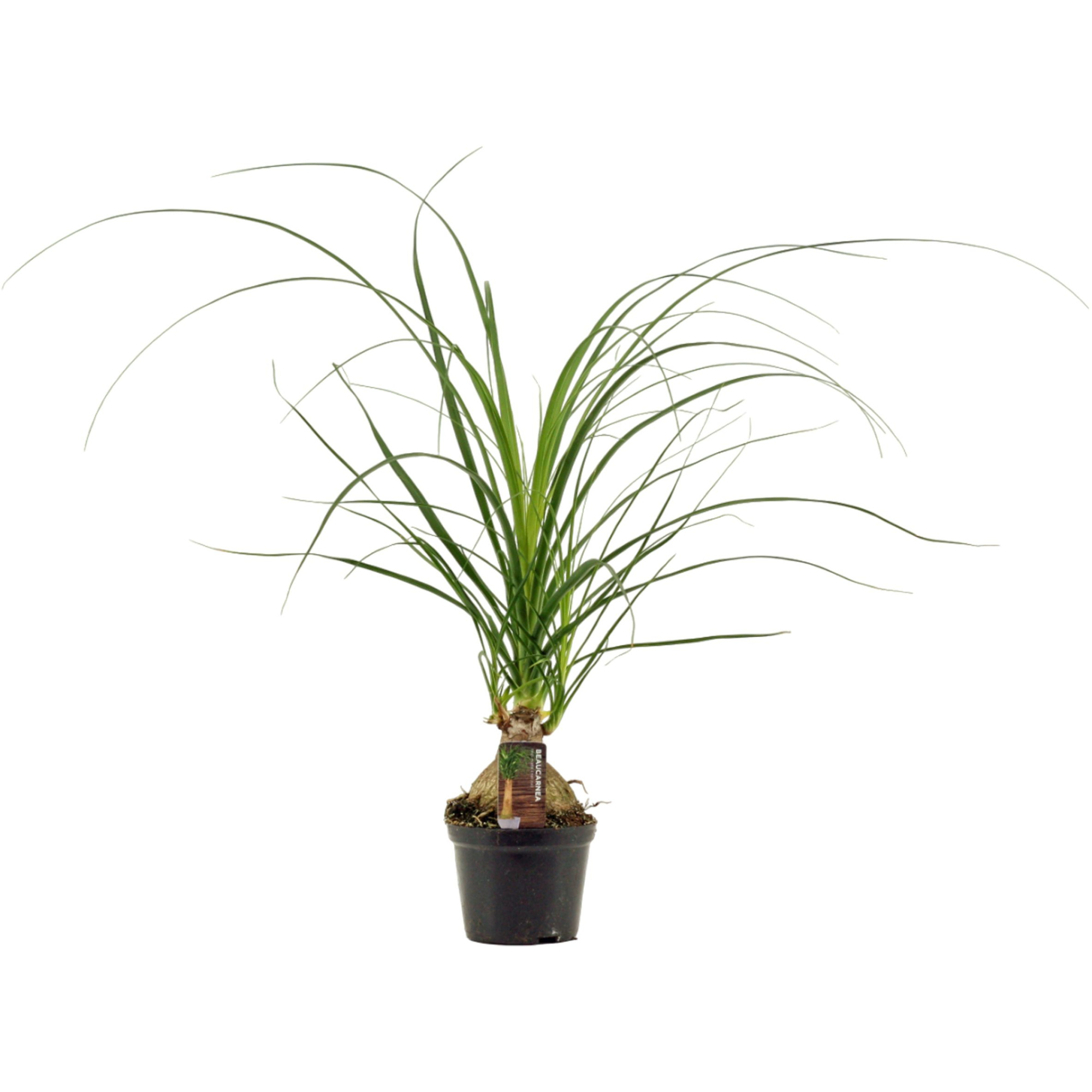 Beaucarnea A2 bol 12 cm, D 12 cm