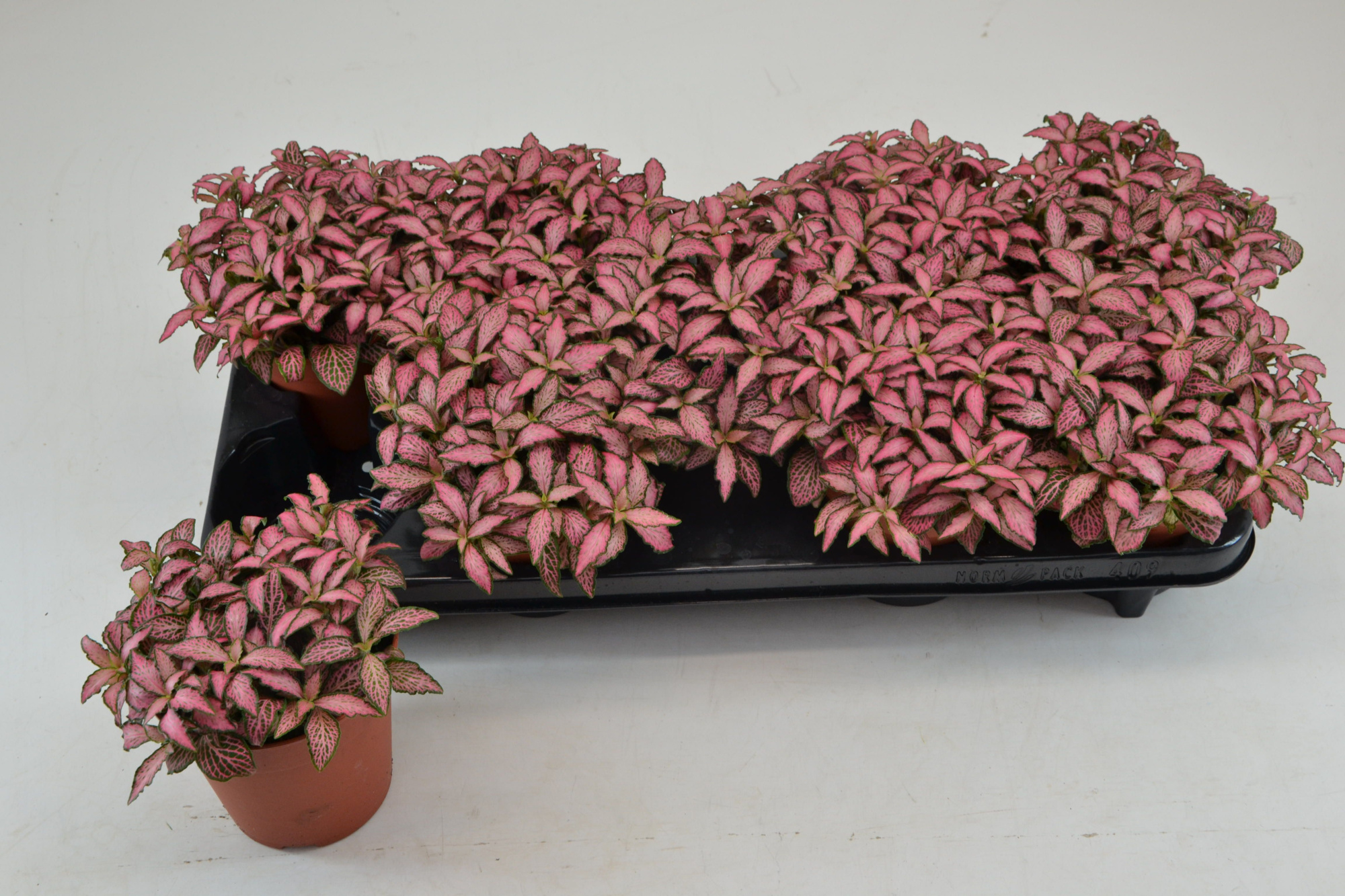 fittonia pink forest flame 12 CM, D 12