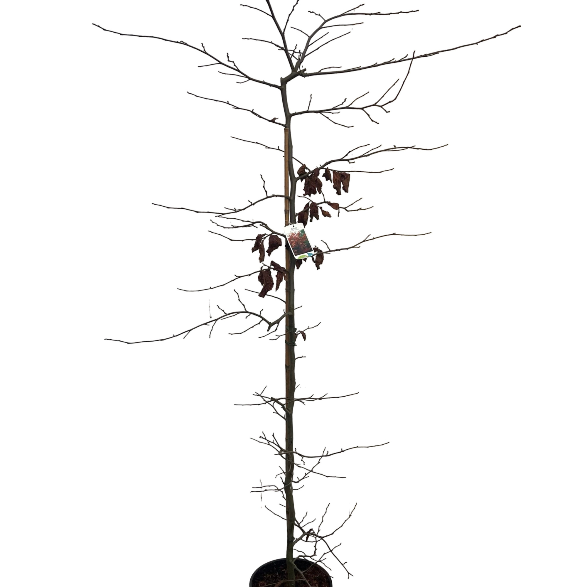 Parrotia persica ‘Vannessa’, D 32