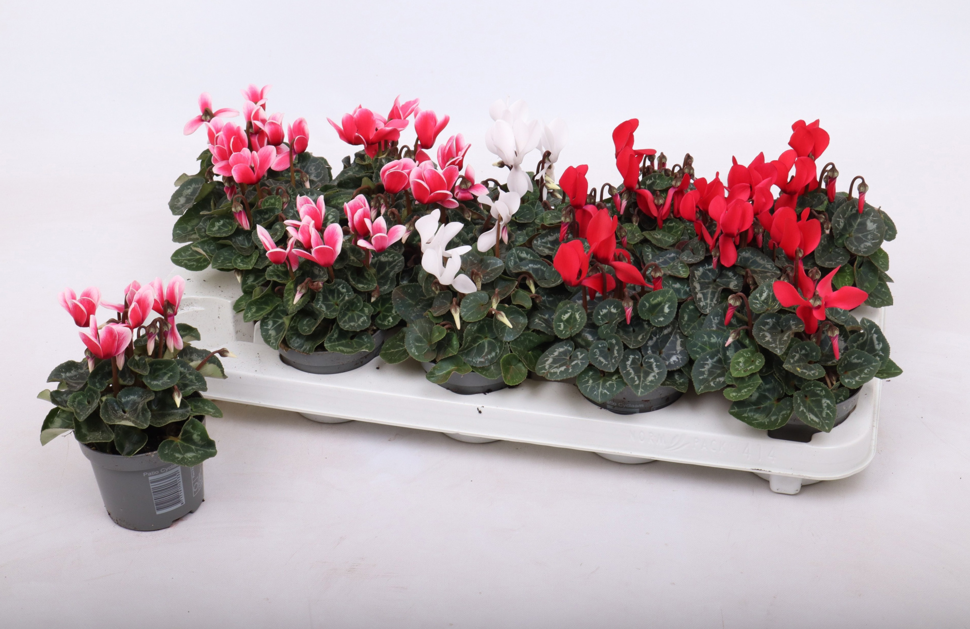 Cyclamen Kerstmix 9 cm, D 9