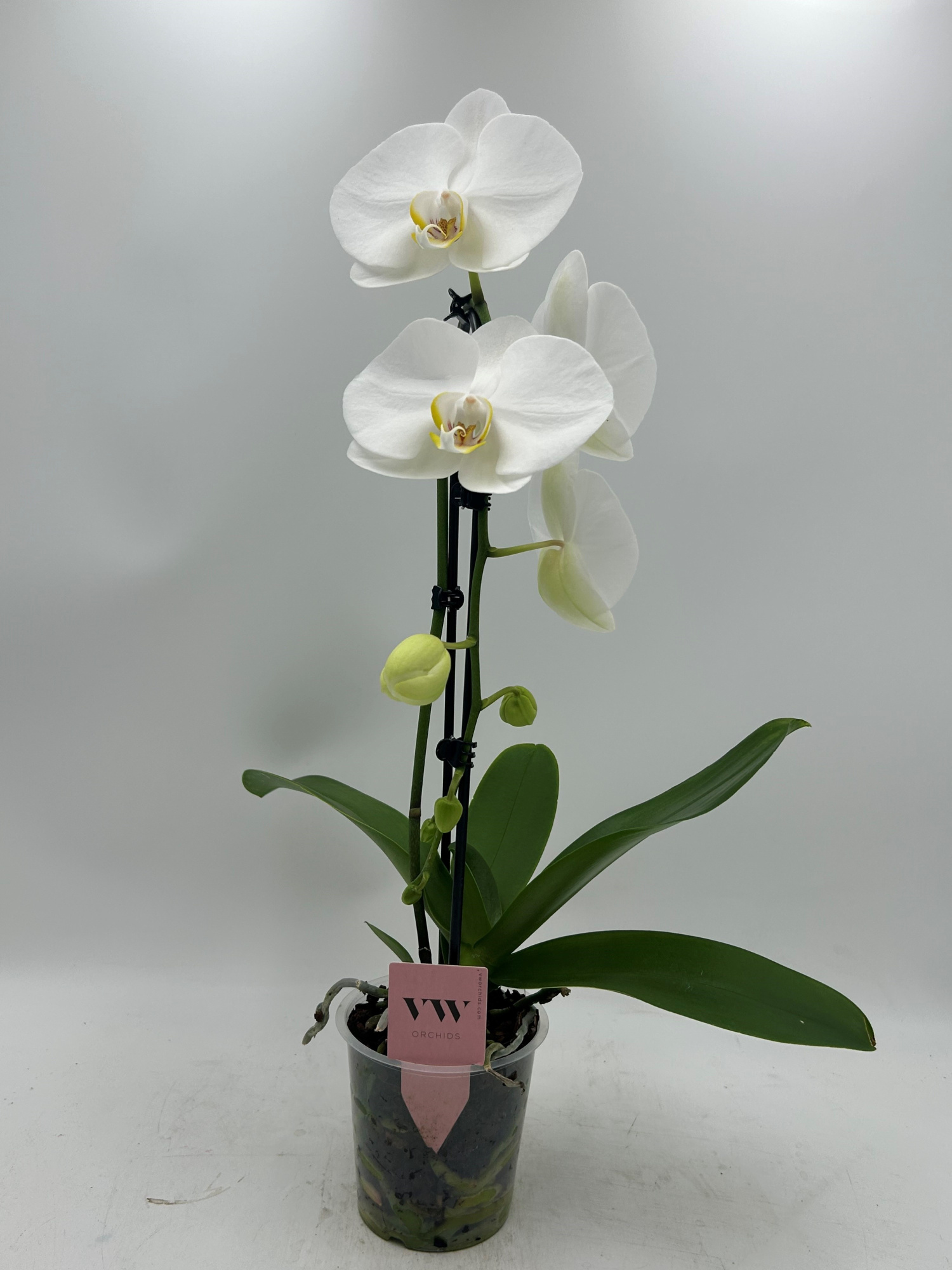 Phalaenopsis Cascade 1 tak Glasgow, D 12 cm