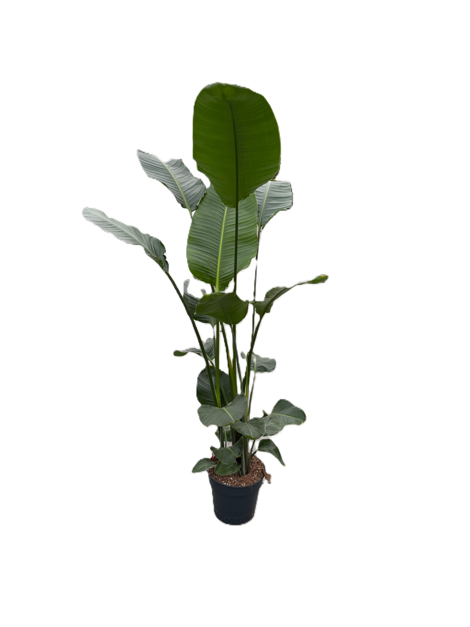 Strelitzia nicolaï p30 3pp 170-190cm, D 30