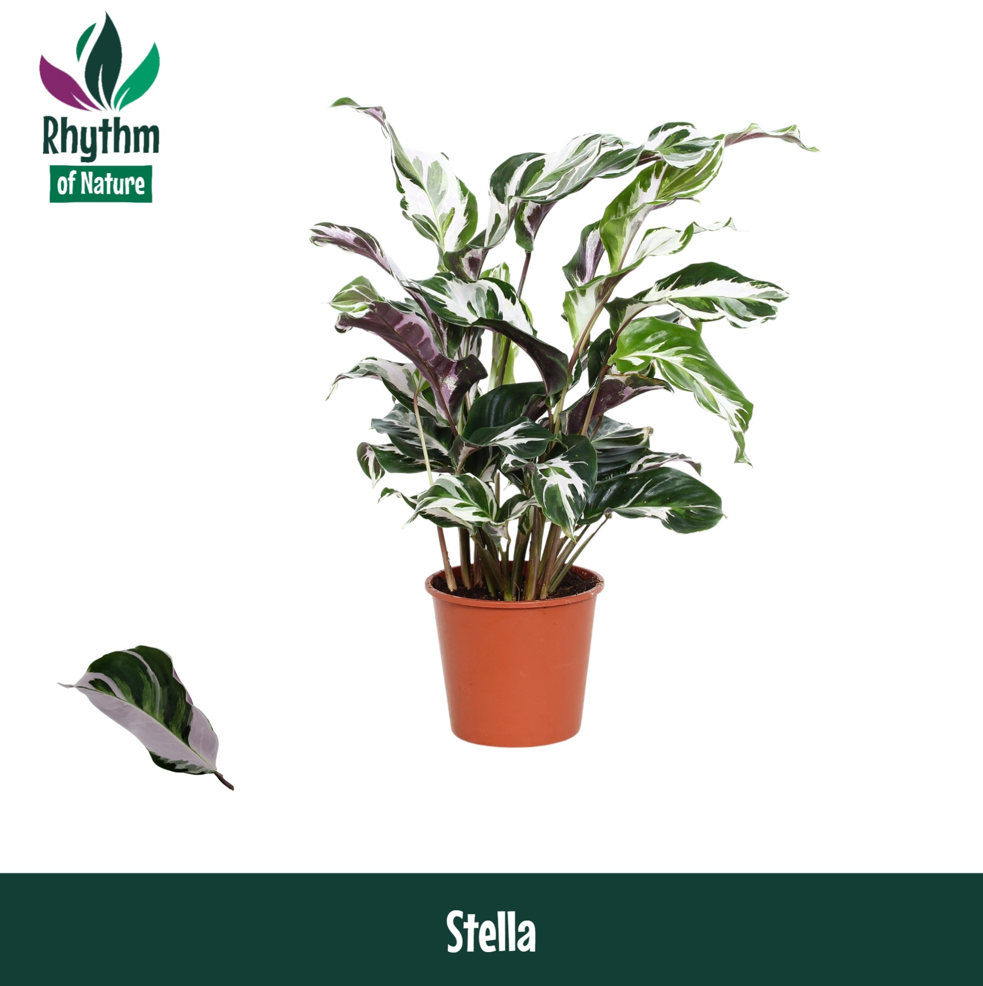 Calathea 14cm Stella Rhythm of Nature zonder hoes, D 14 cm