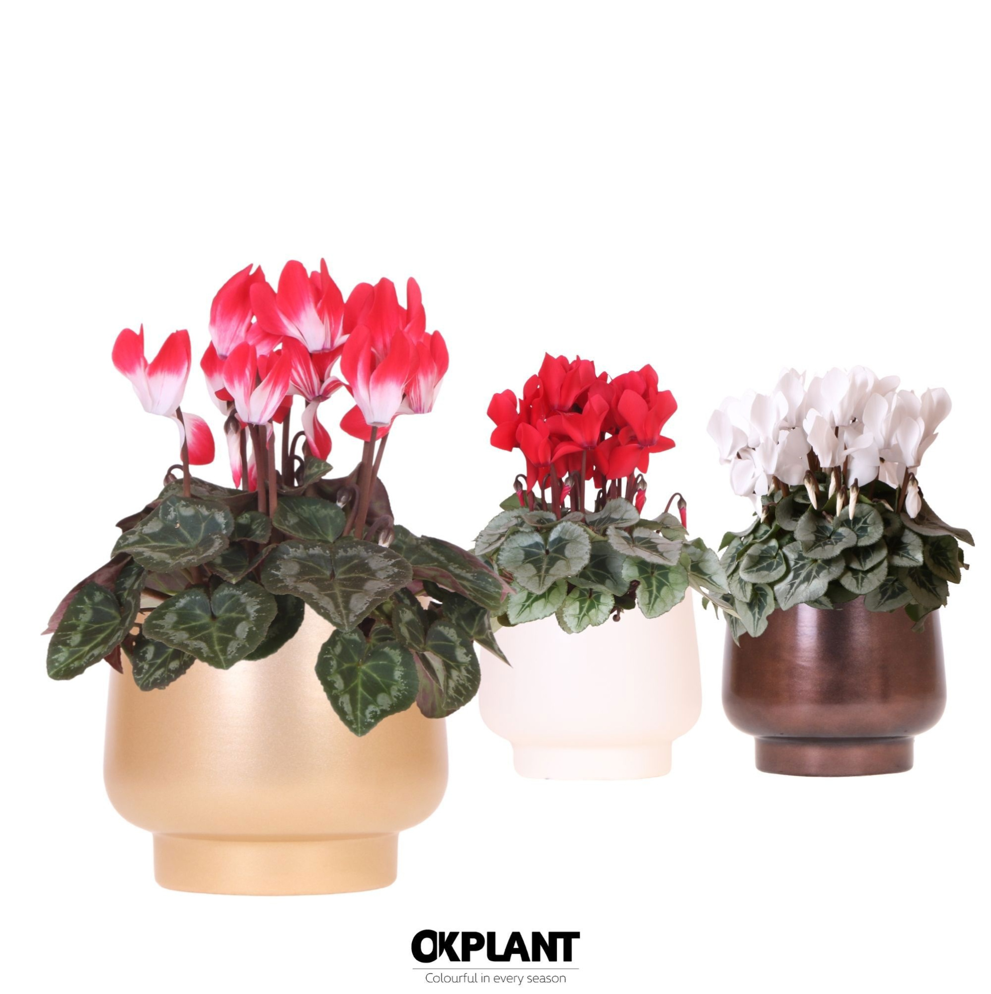 Cyclamen mix in Scandic pot gold mix, D 12 cm