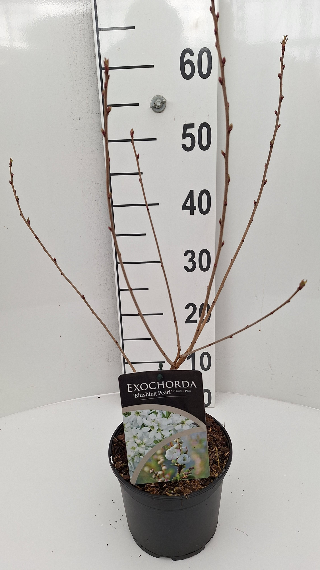 Exochorda Blushing Pearl PBR, D 17