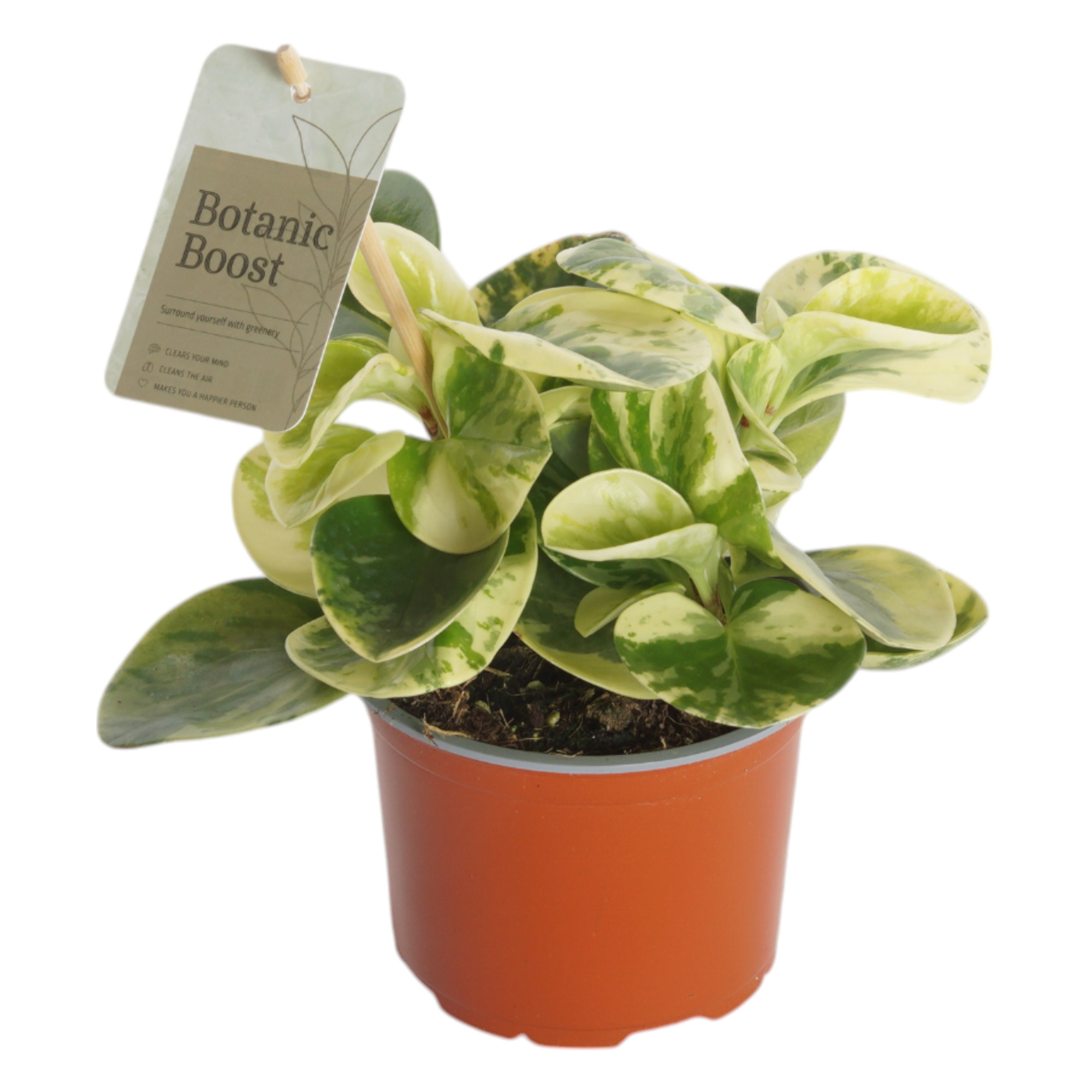 P12 Peperomia obtusifolia Marble, D 12 cm