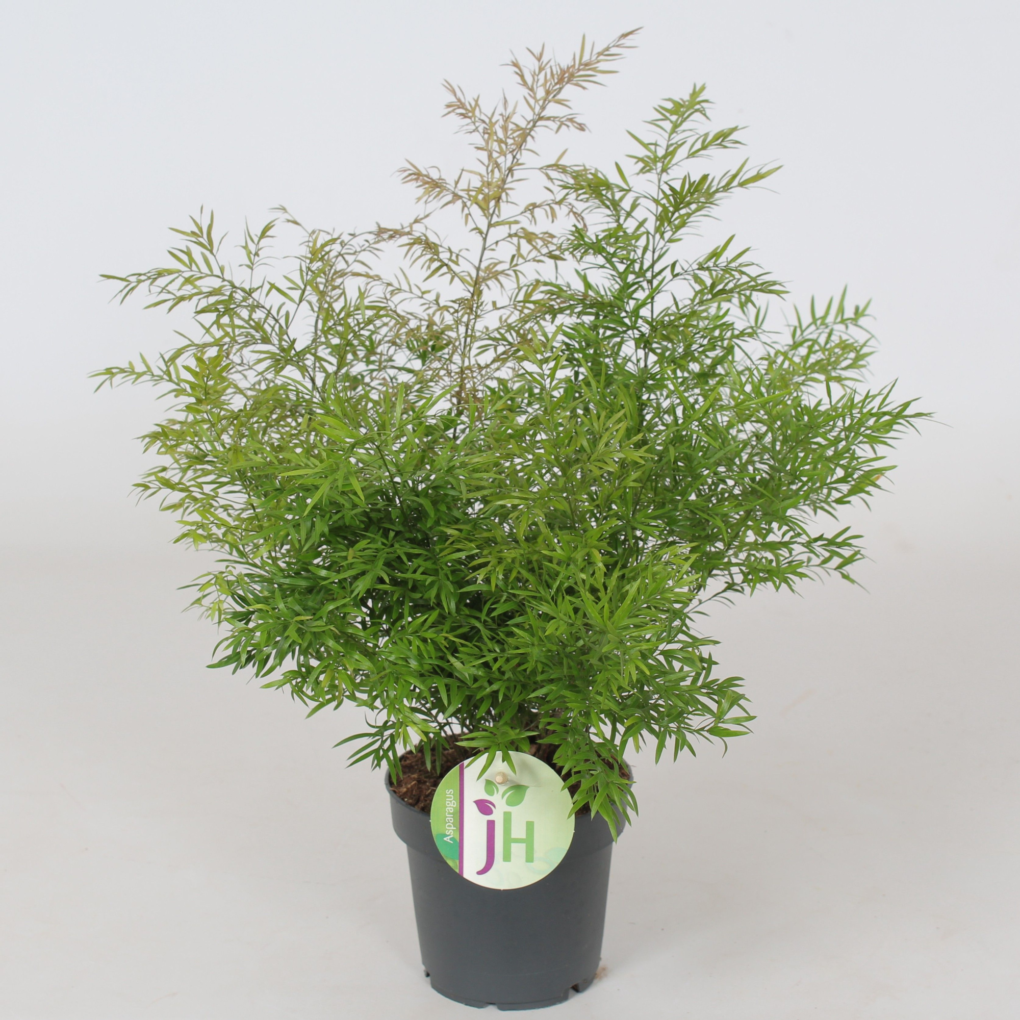 Asparagus 'Cwebe', D 12