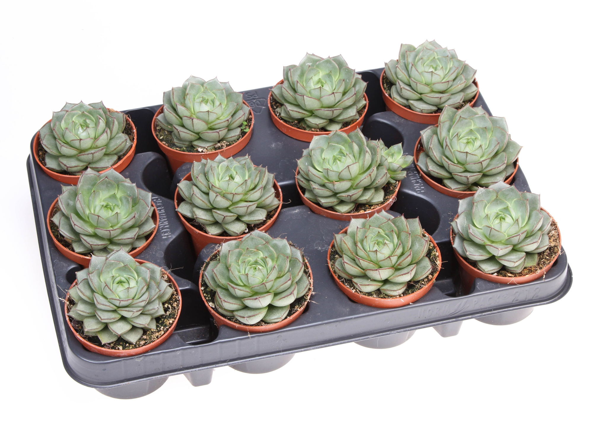 Echeveria Fabiola, D 8,5 cm