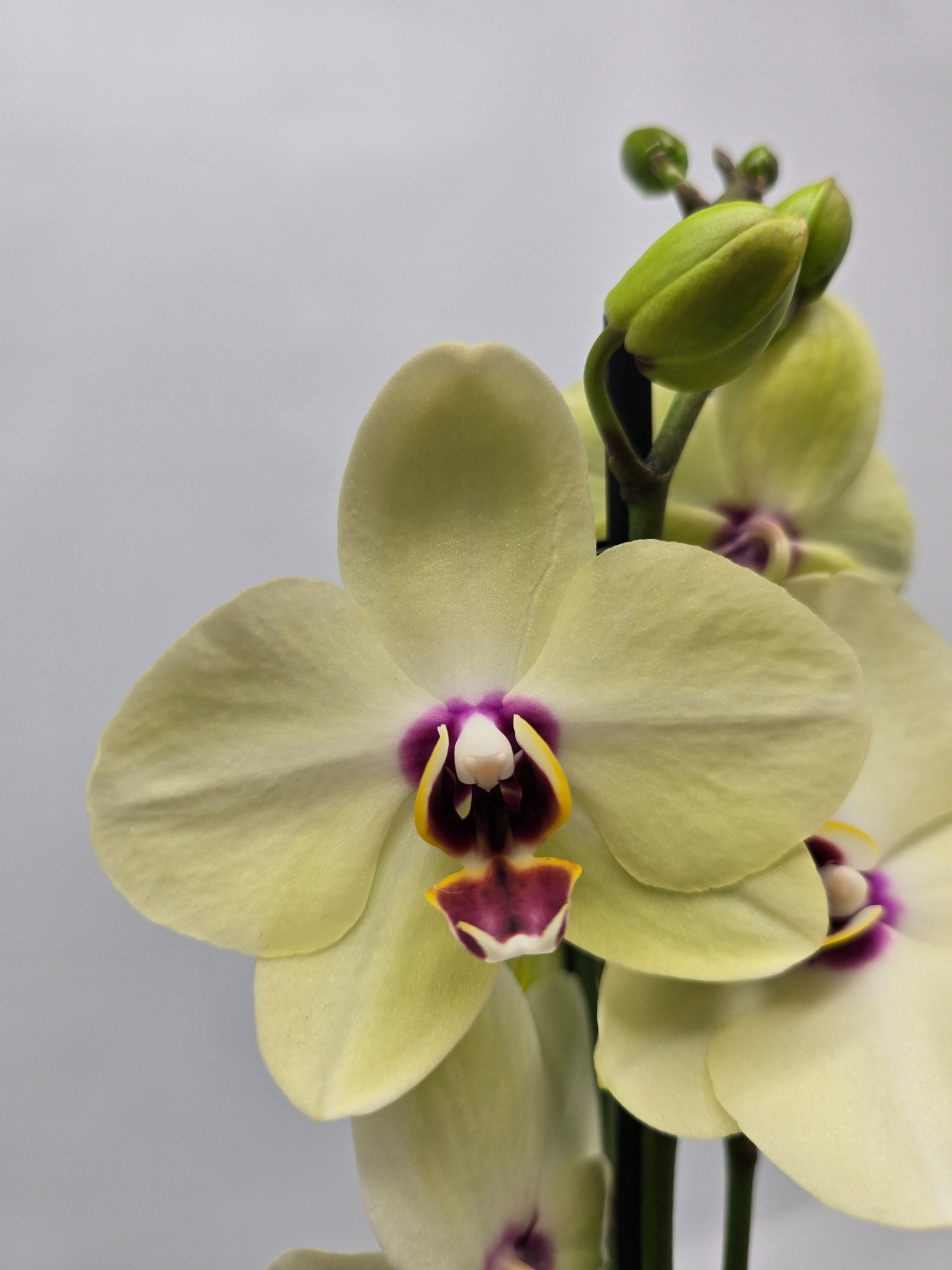 Limited 16 week 43, D 12 cm