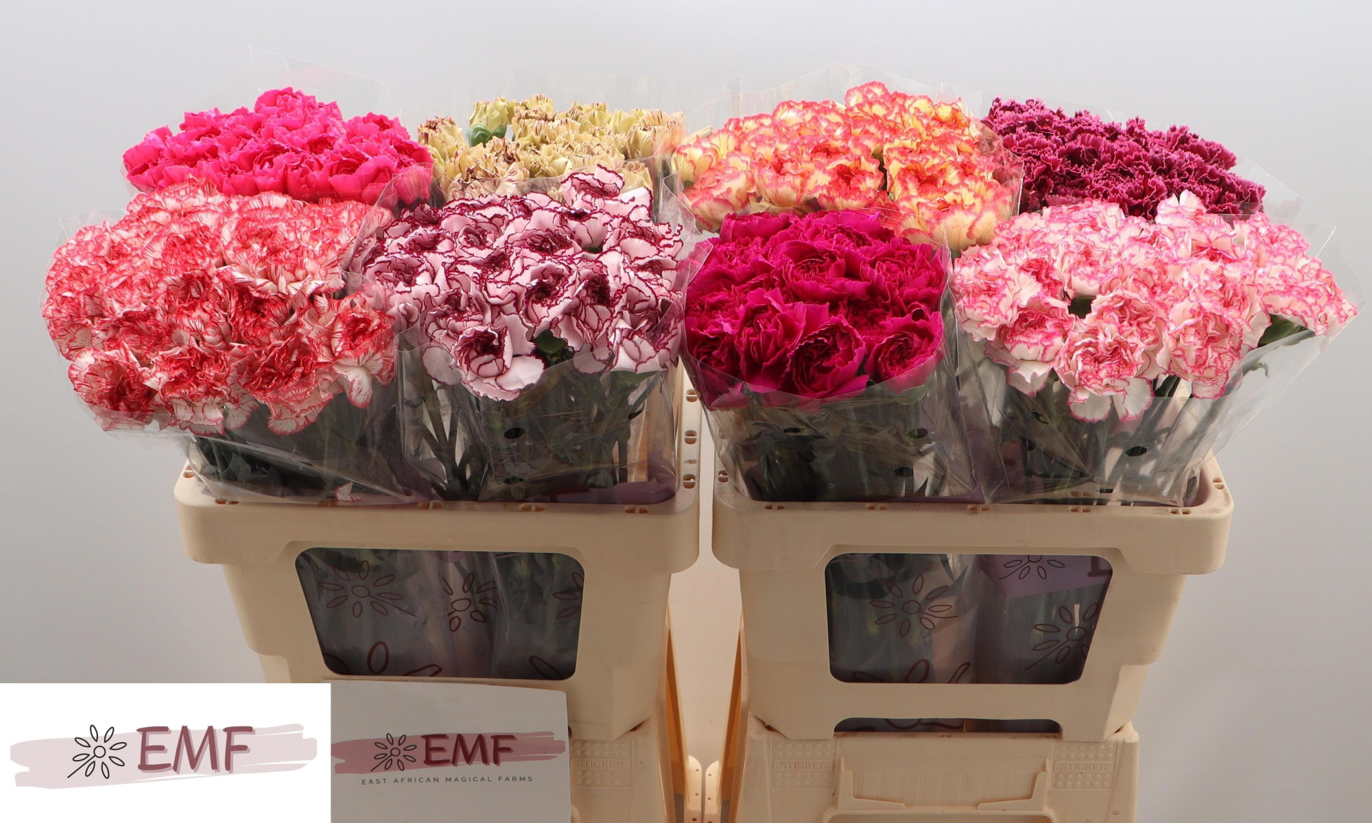 Диантус од. Микс в баке, шт.