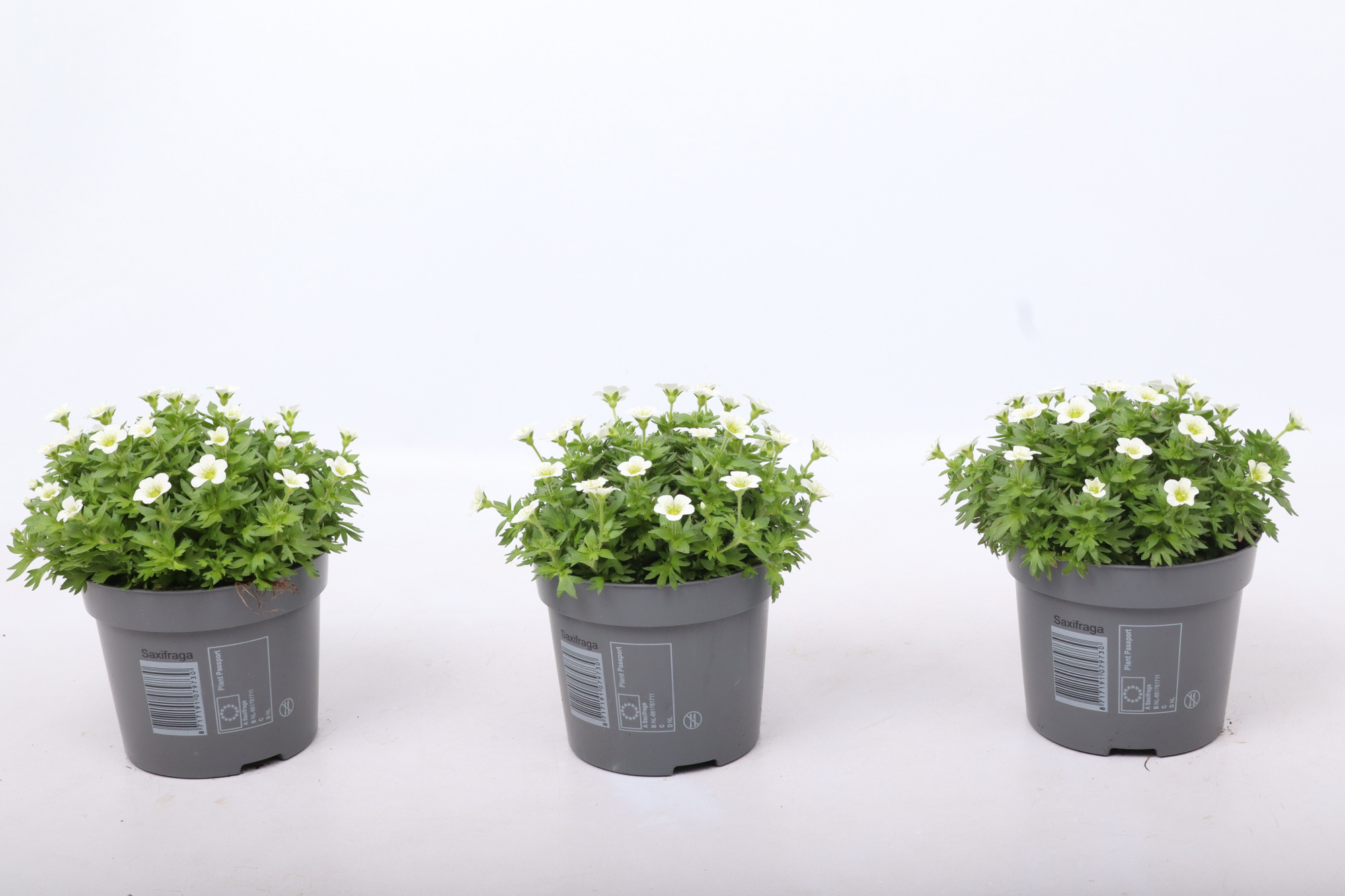 Saxifraga Marto White, D 12