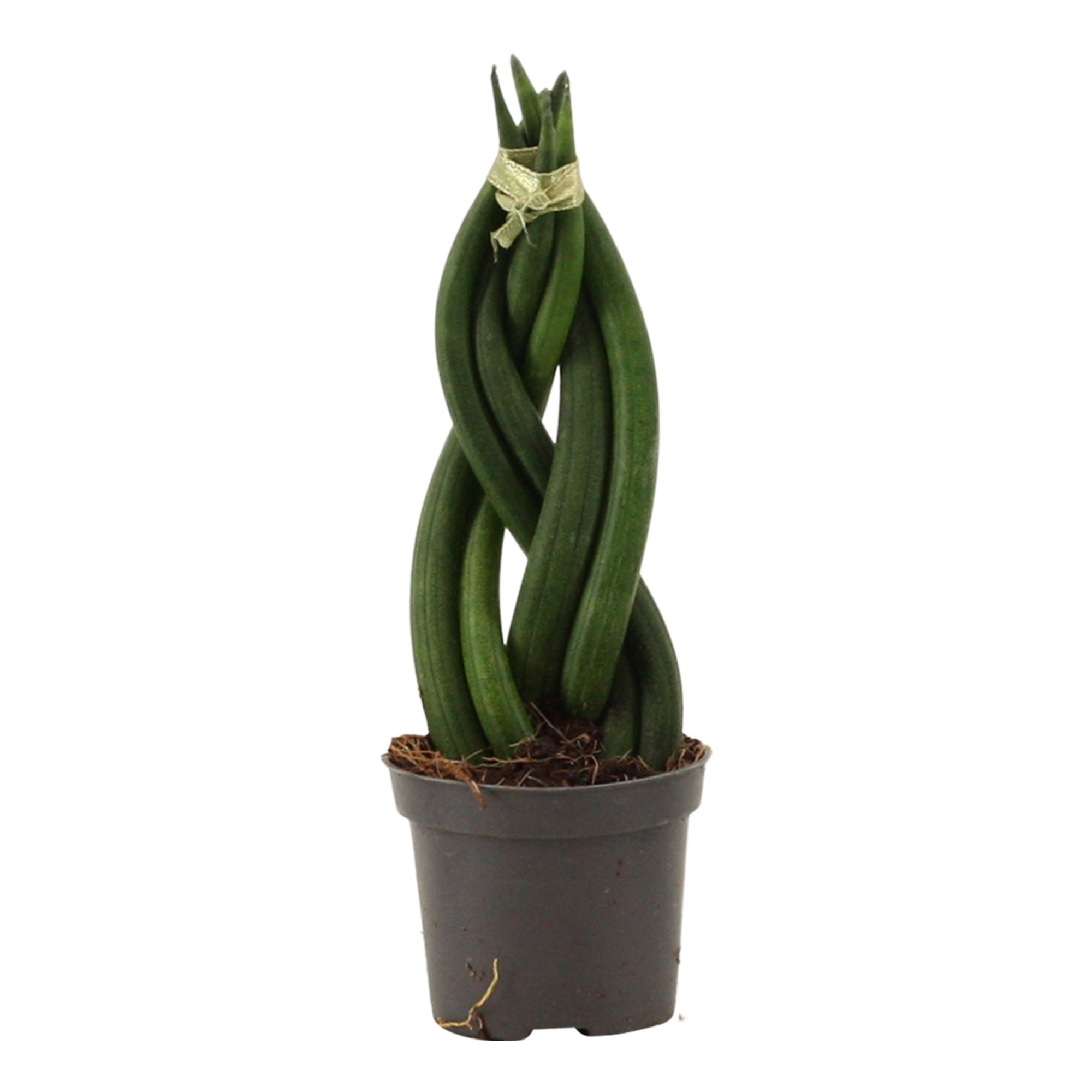 Sansevieria Cylindrica 6 cm Braid, D 6 cm