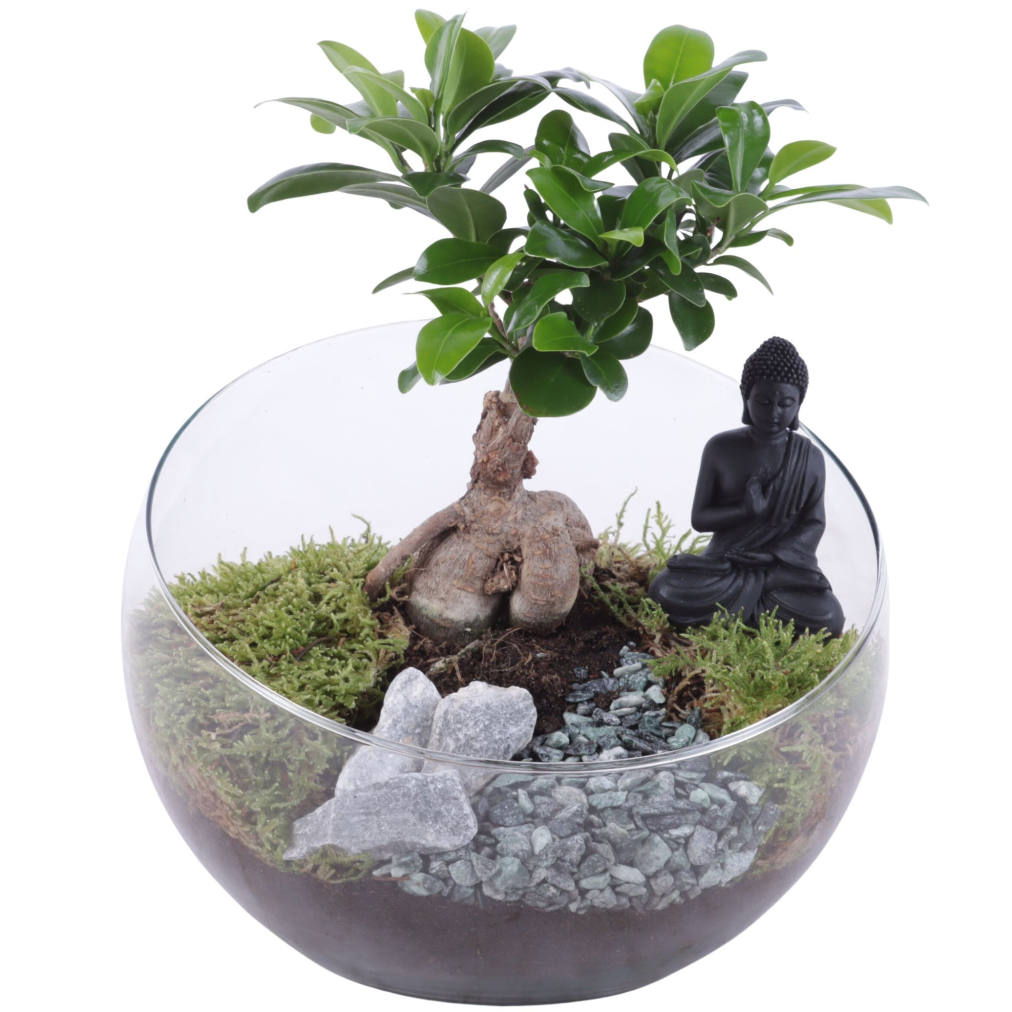 Ficus m. Ginseng Ø09cm in Glass Bowl Vase Ø20cm, D 20