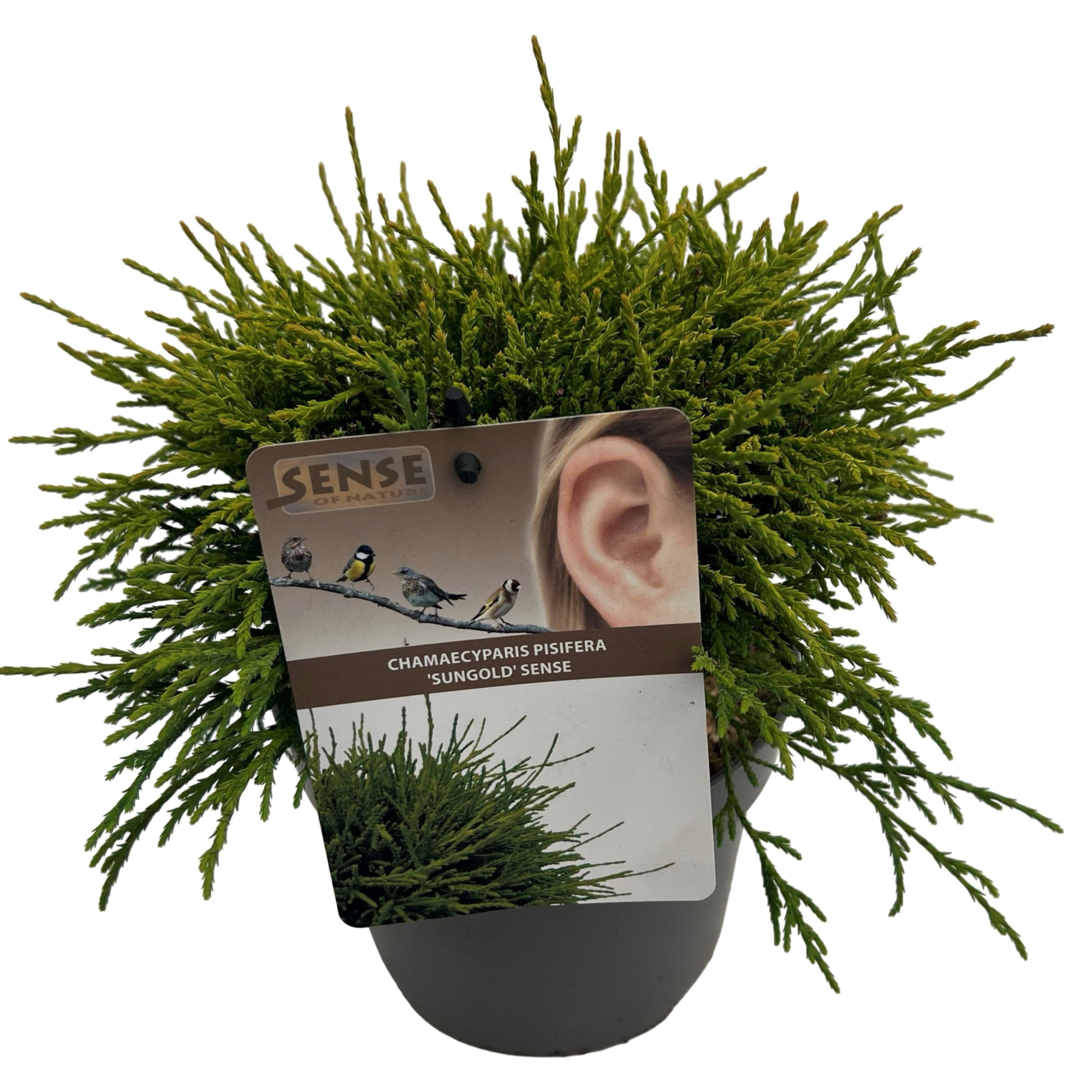 Chamaecyparis p. 'Sungold' sense, D 17