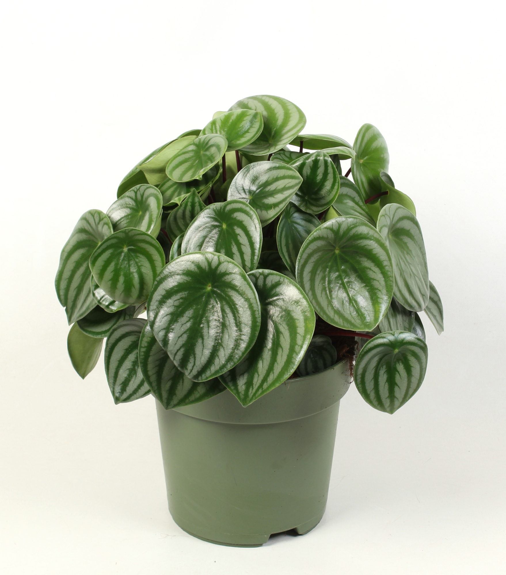 Peperomia Argyreia, D 21 cm