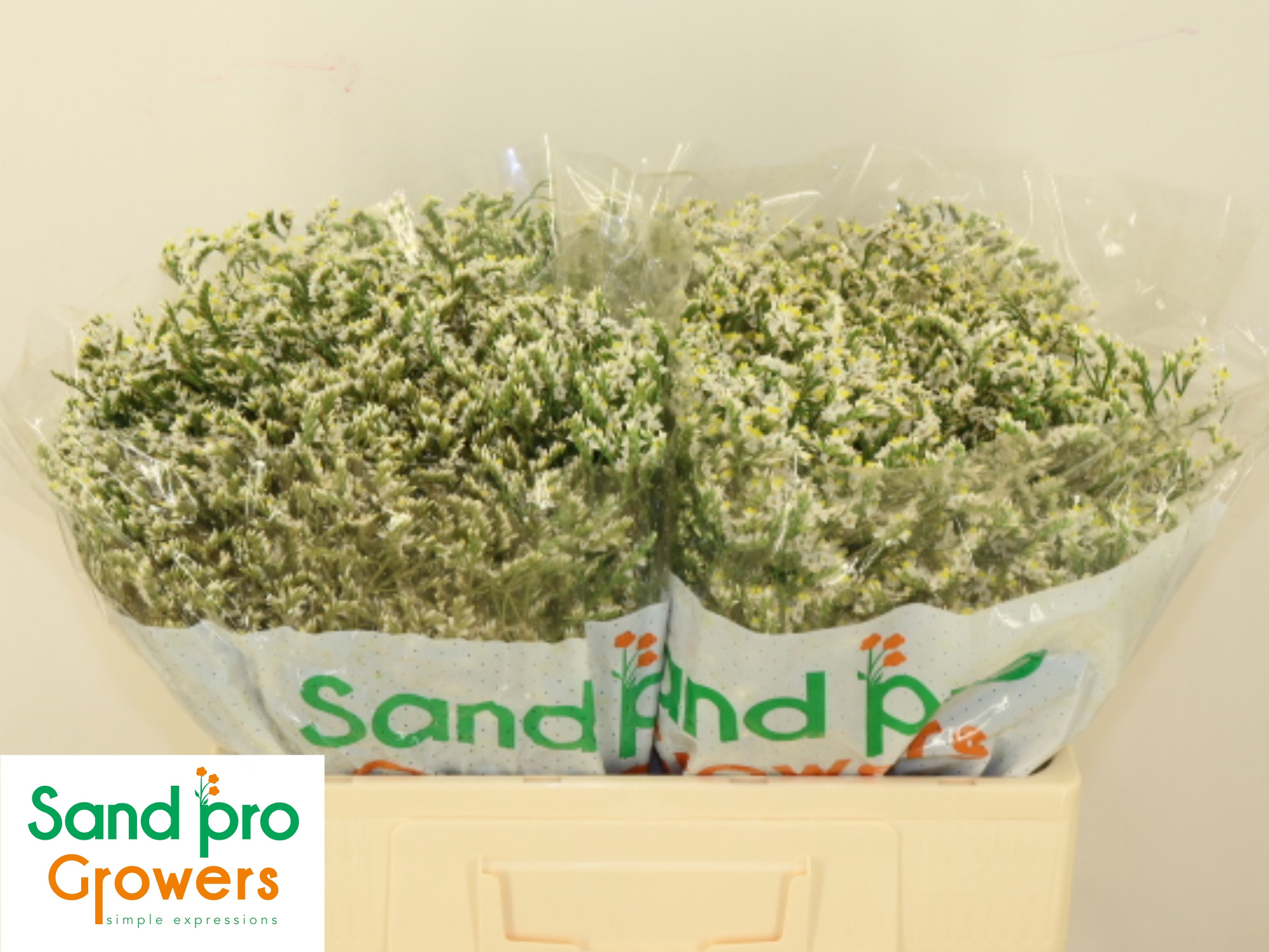 Лимониум Чайна Вайт 50 (бел.), шт.