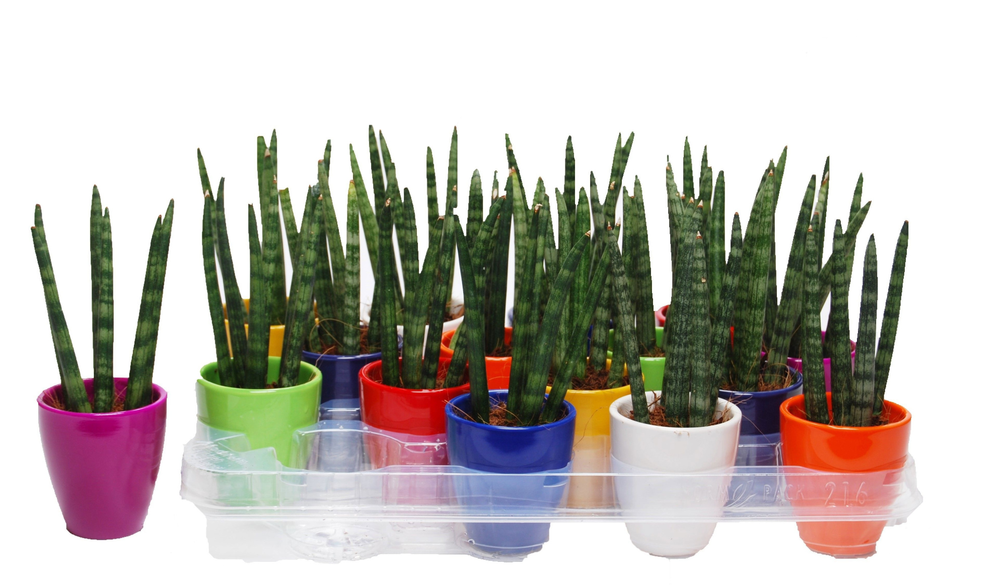 Sansevieria cylindrica 'Spaghetti' in keramiek Osaka, D 6