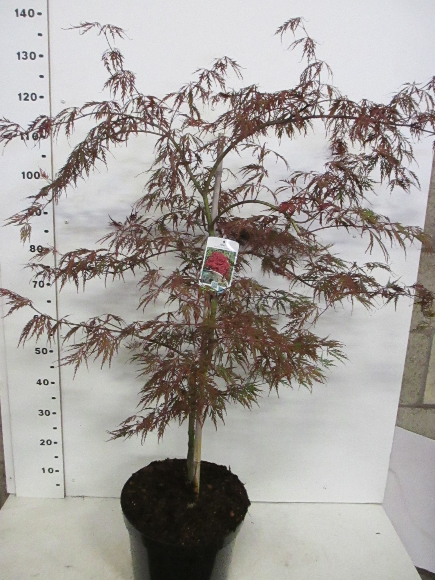 Acer palm. Garnet 80-100 P32, D 32