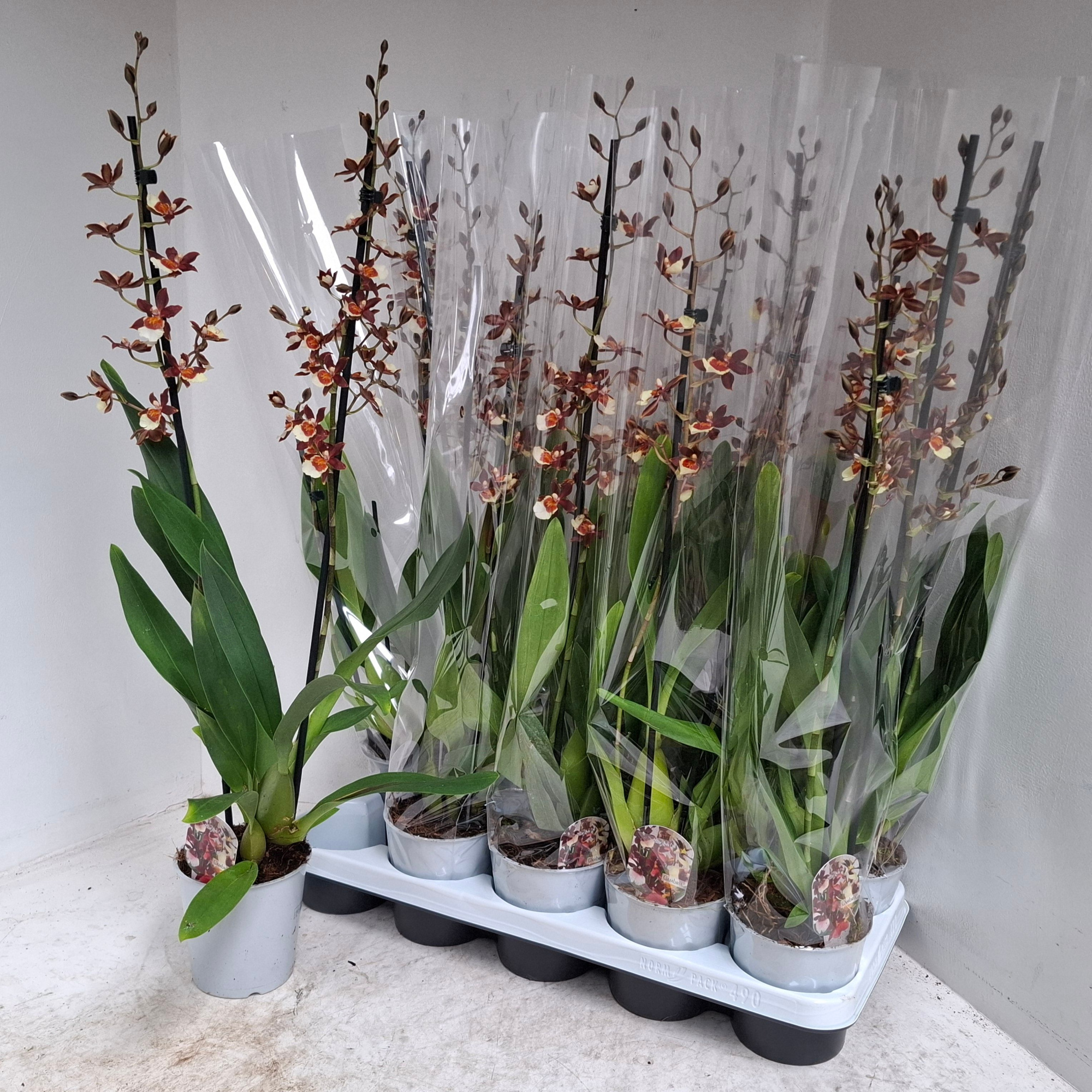 Cambria twilight 2 tak, D 12 cm