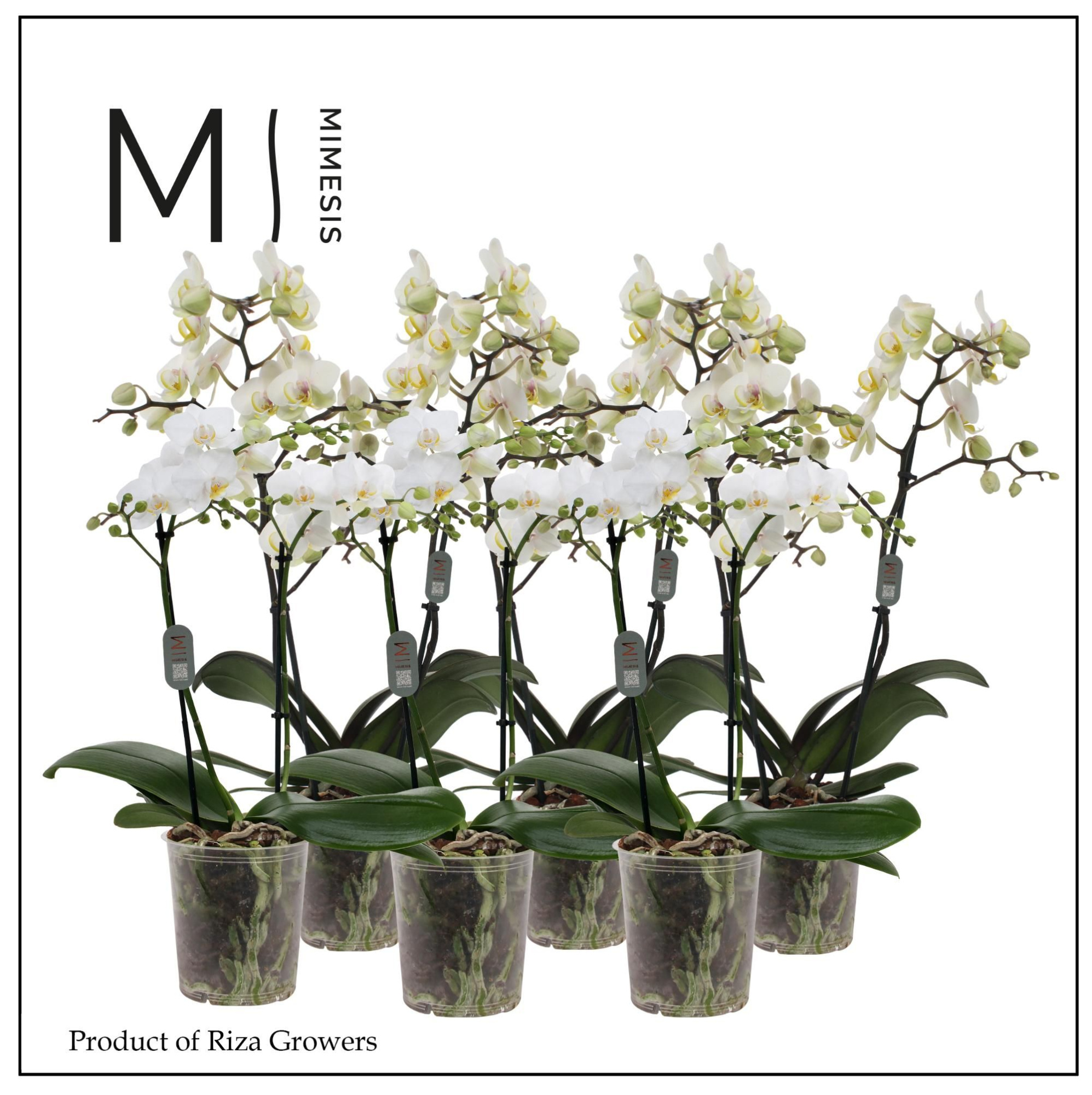 Phalaenopsis Multi White 2 spike - 12cm | Mimesis, D 12 cm